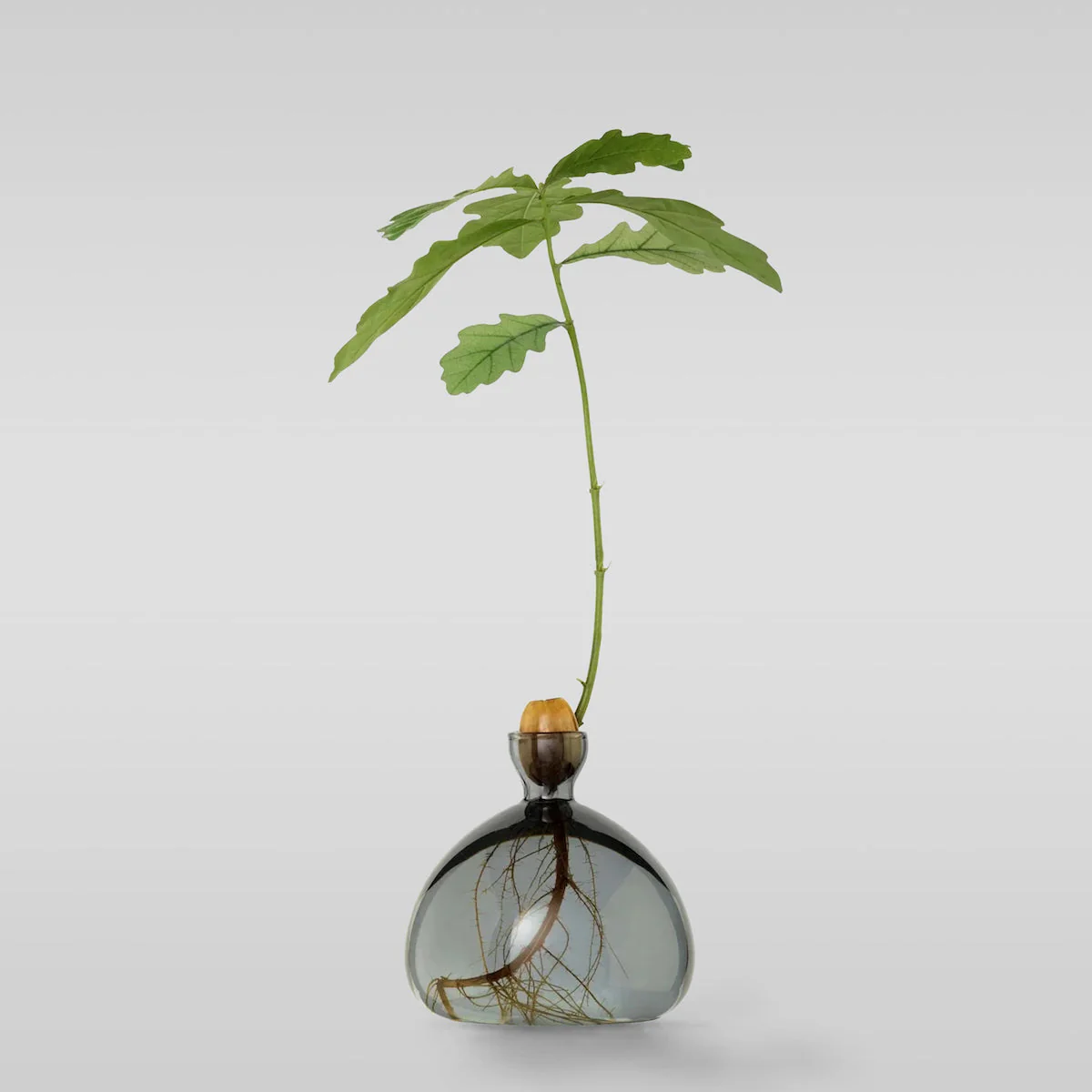 Acorn Vase - Image 3