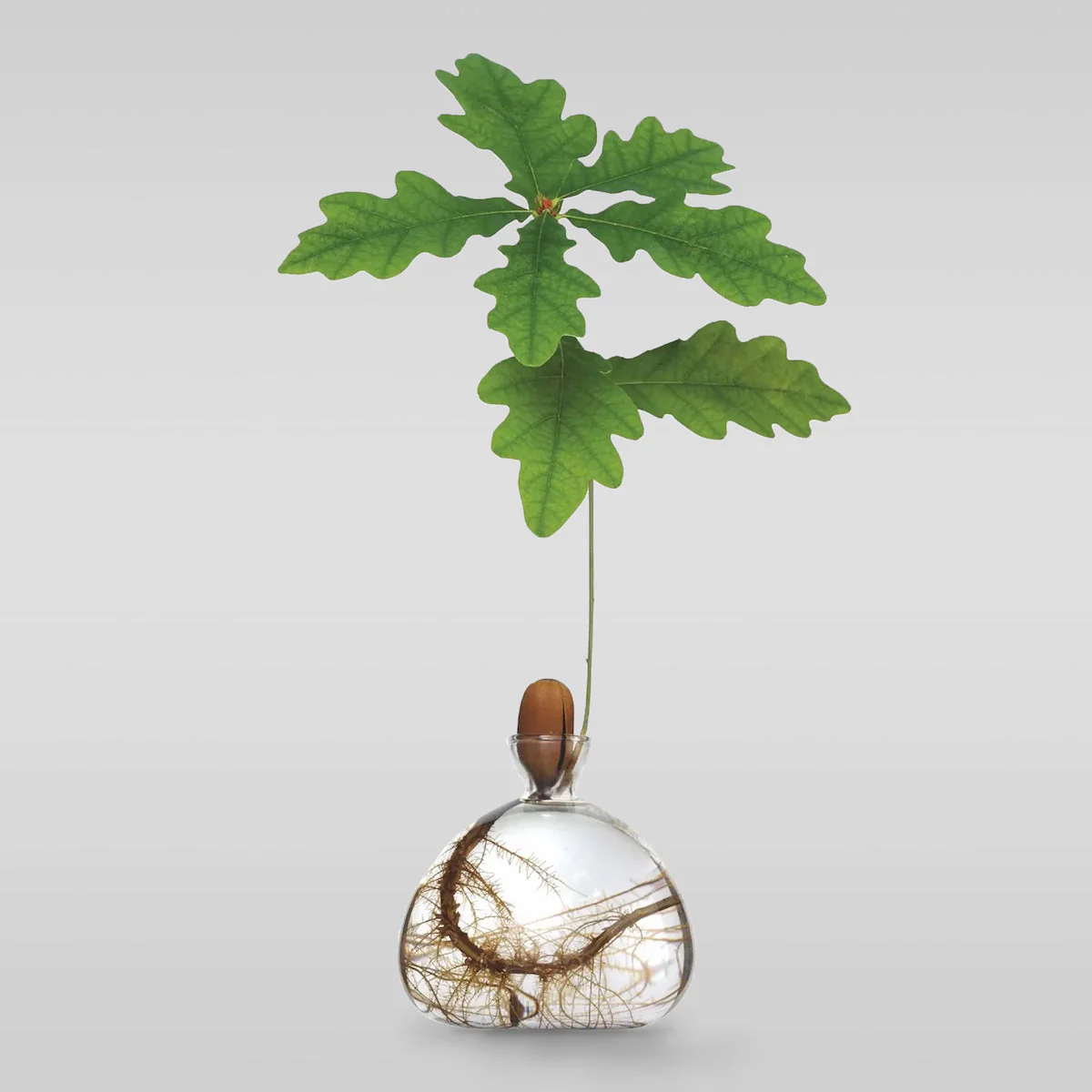 Acorn Vase - Image 8