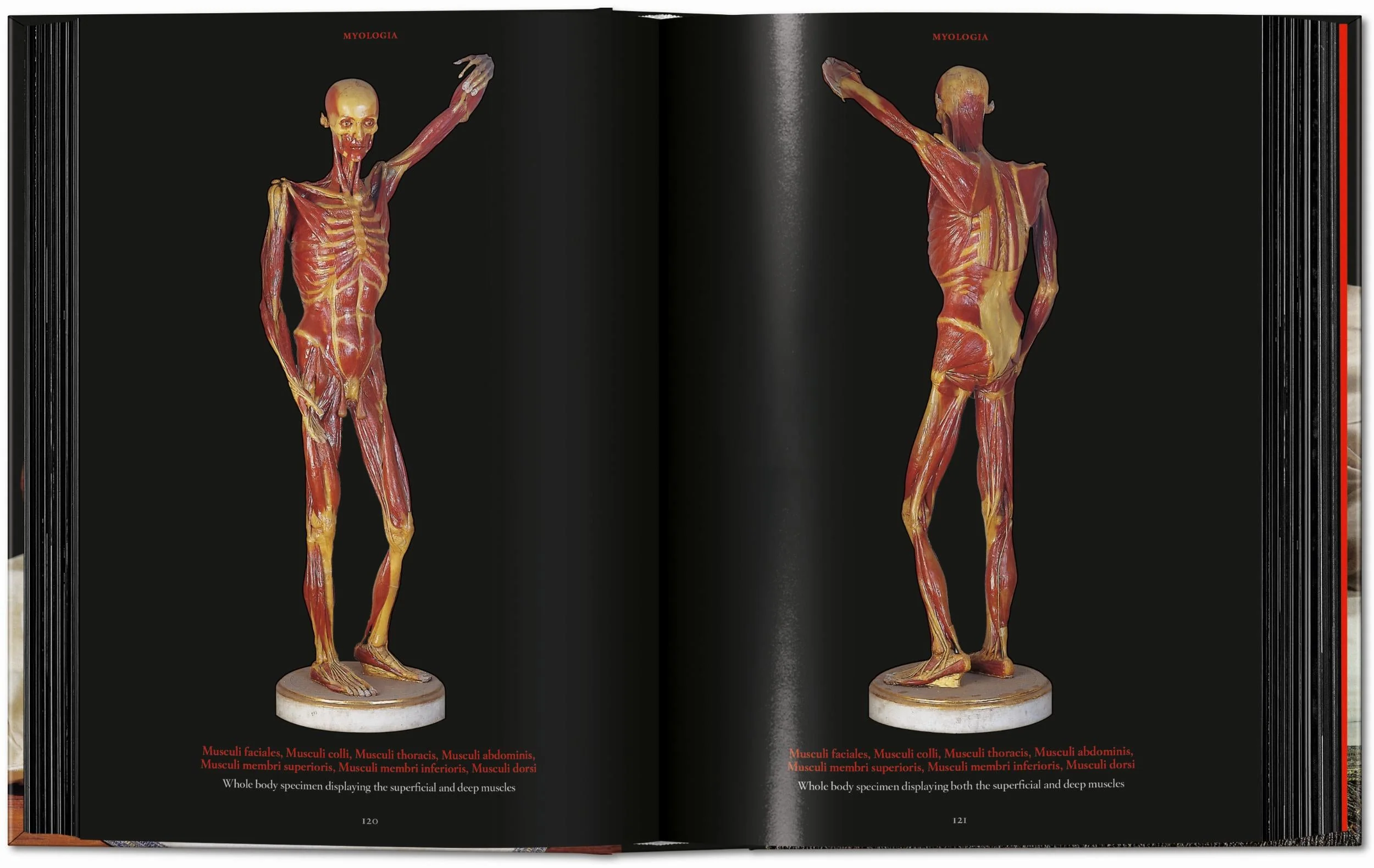 Anatomical Waxes. 45th Ed. (German, French, English) - Image 11