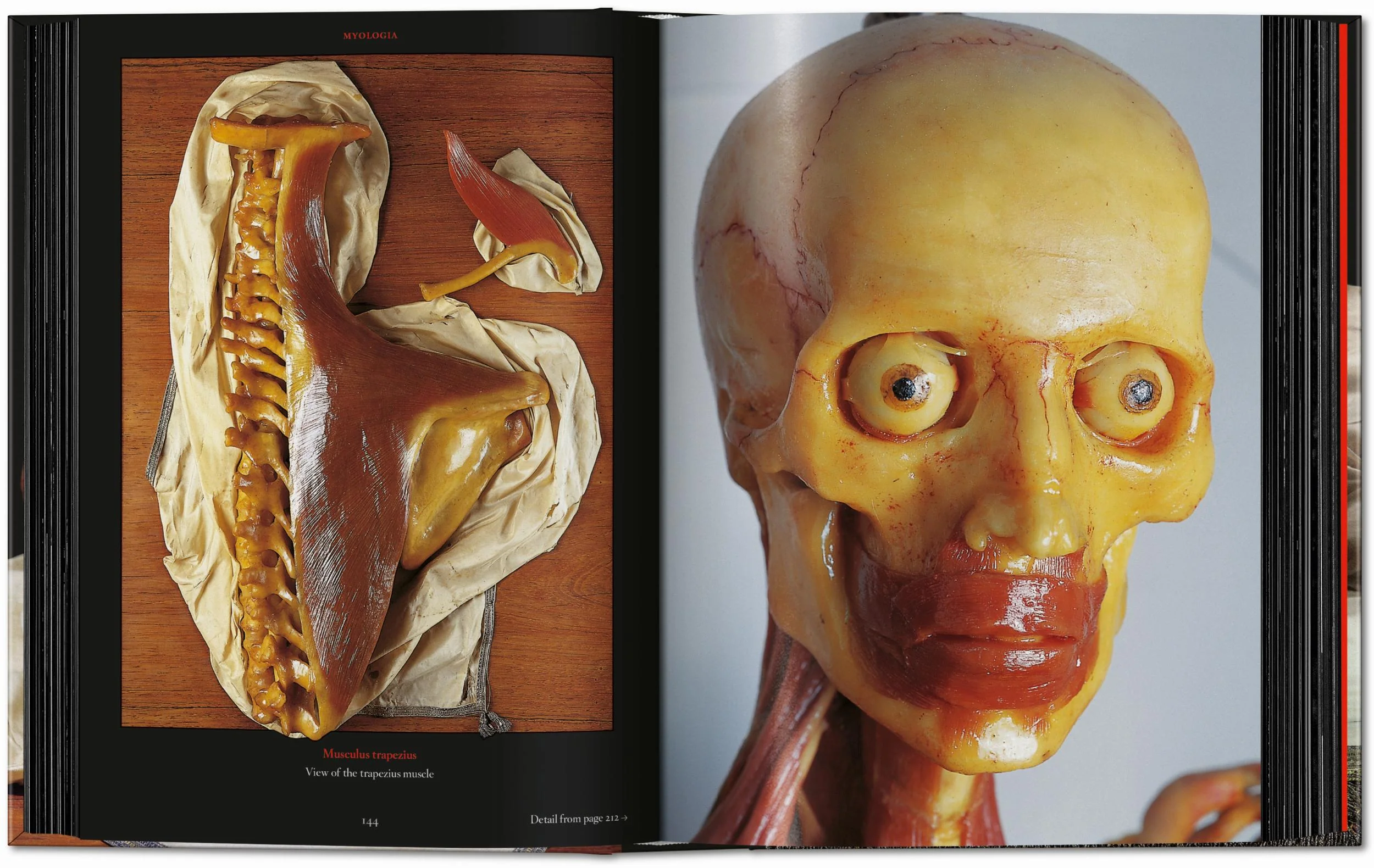 Anatomical Waxes. 45th Ed. (German, French, English) - Image 12