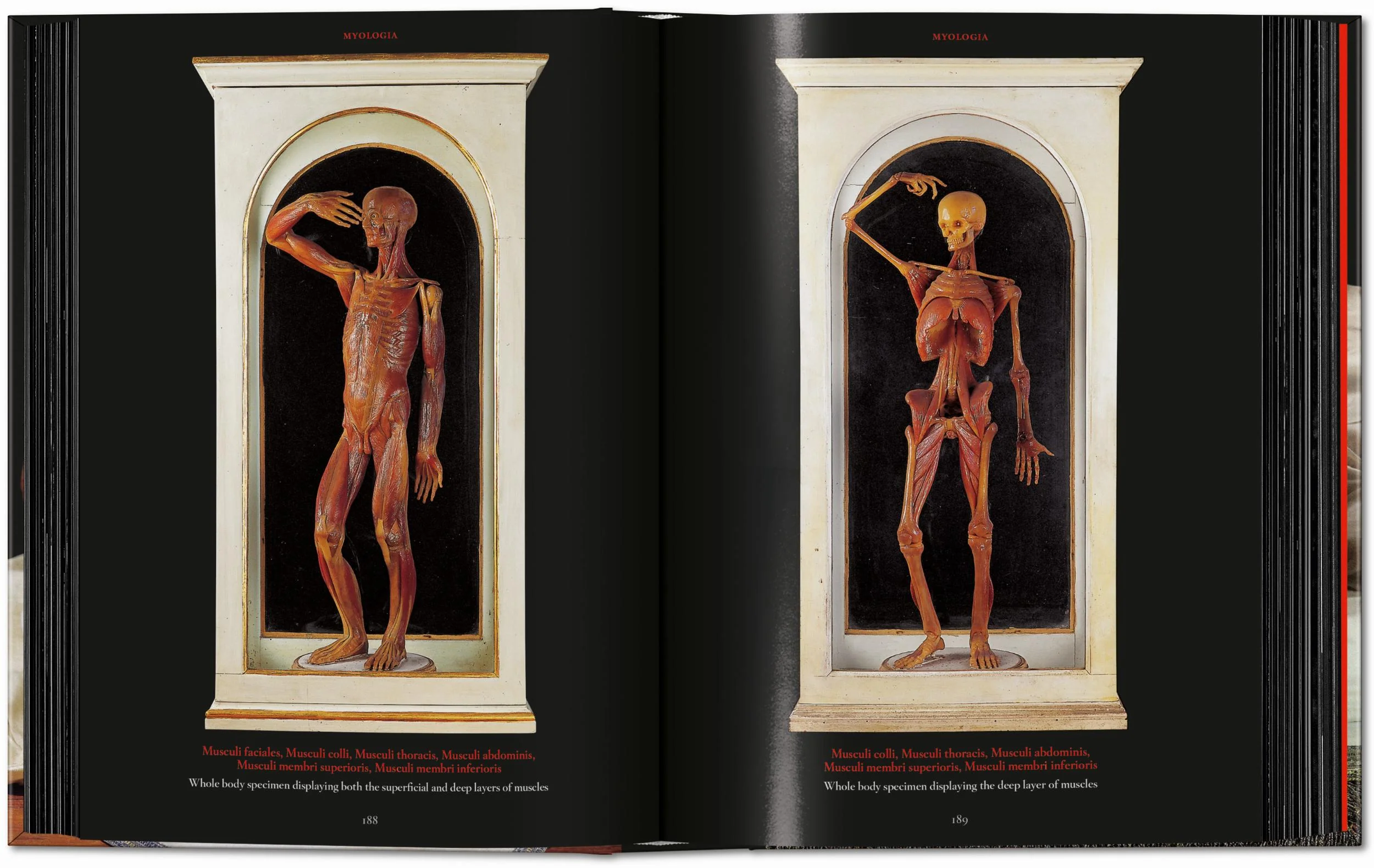 Anatomical Waxes. 45th Ed. (German, French, English) - Image 13