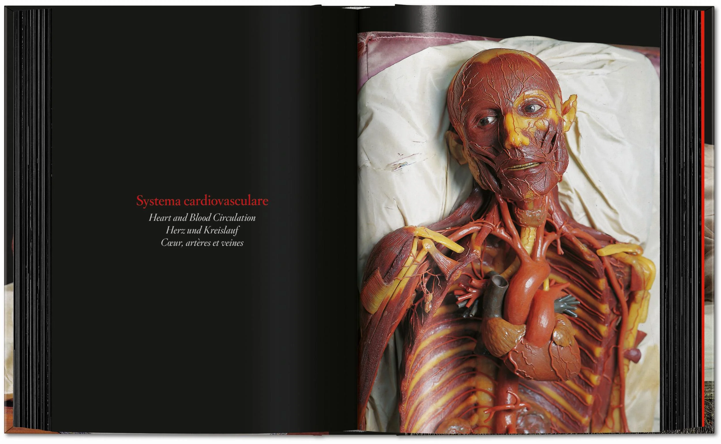 Anatomical Waxes. 45th Ed. (German, French, English) - Image 15