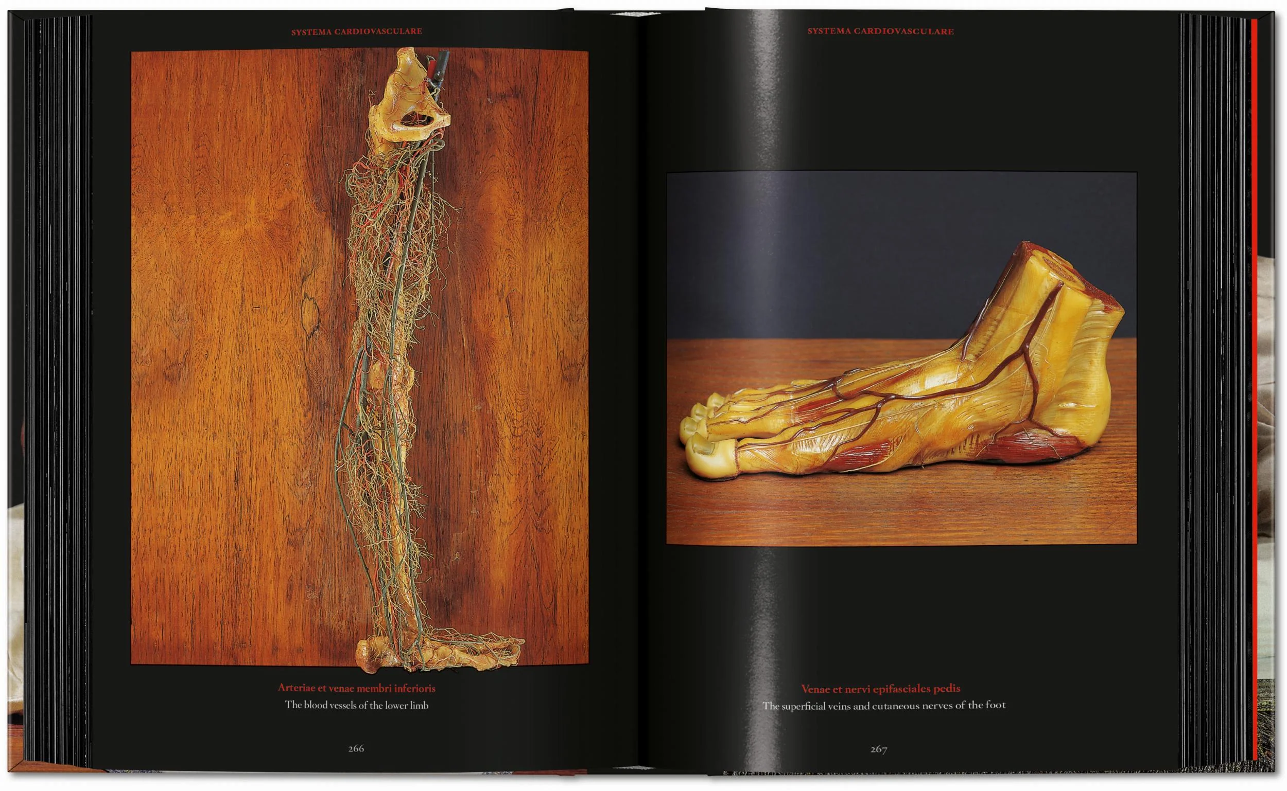 Anatomical Waxes. 45th Ed. (German, French, English) - Image 17