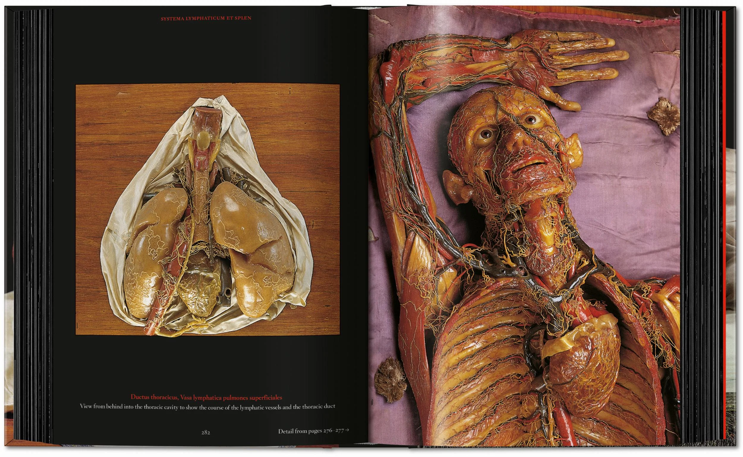 Anatomical Waxes. 45th Ed. (German, French, English) - Image 18