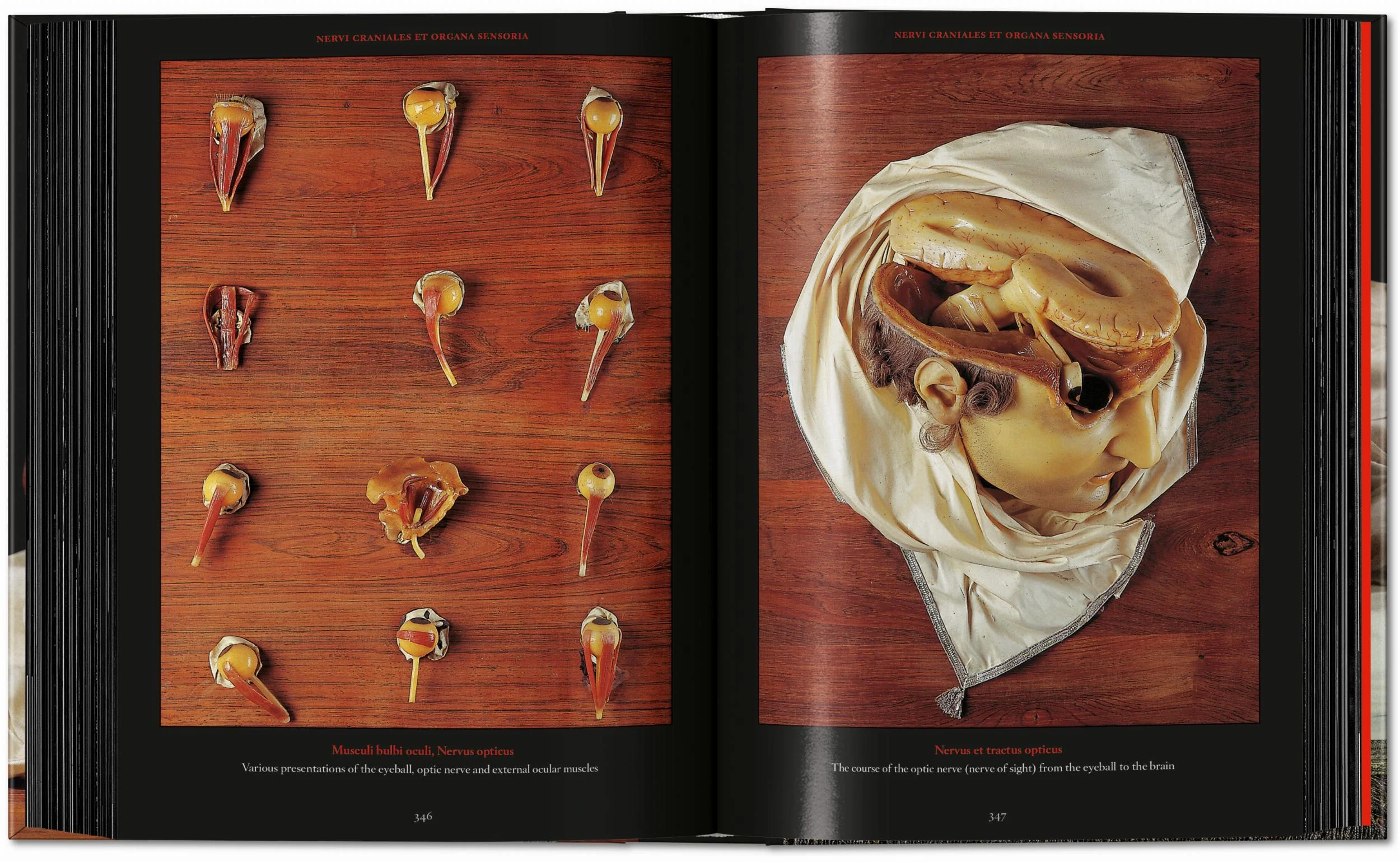 Anatomical Waxes. 45th Ed. (German, French, English) - Image 22