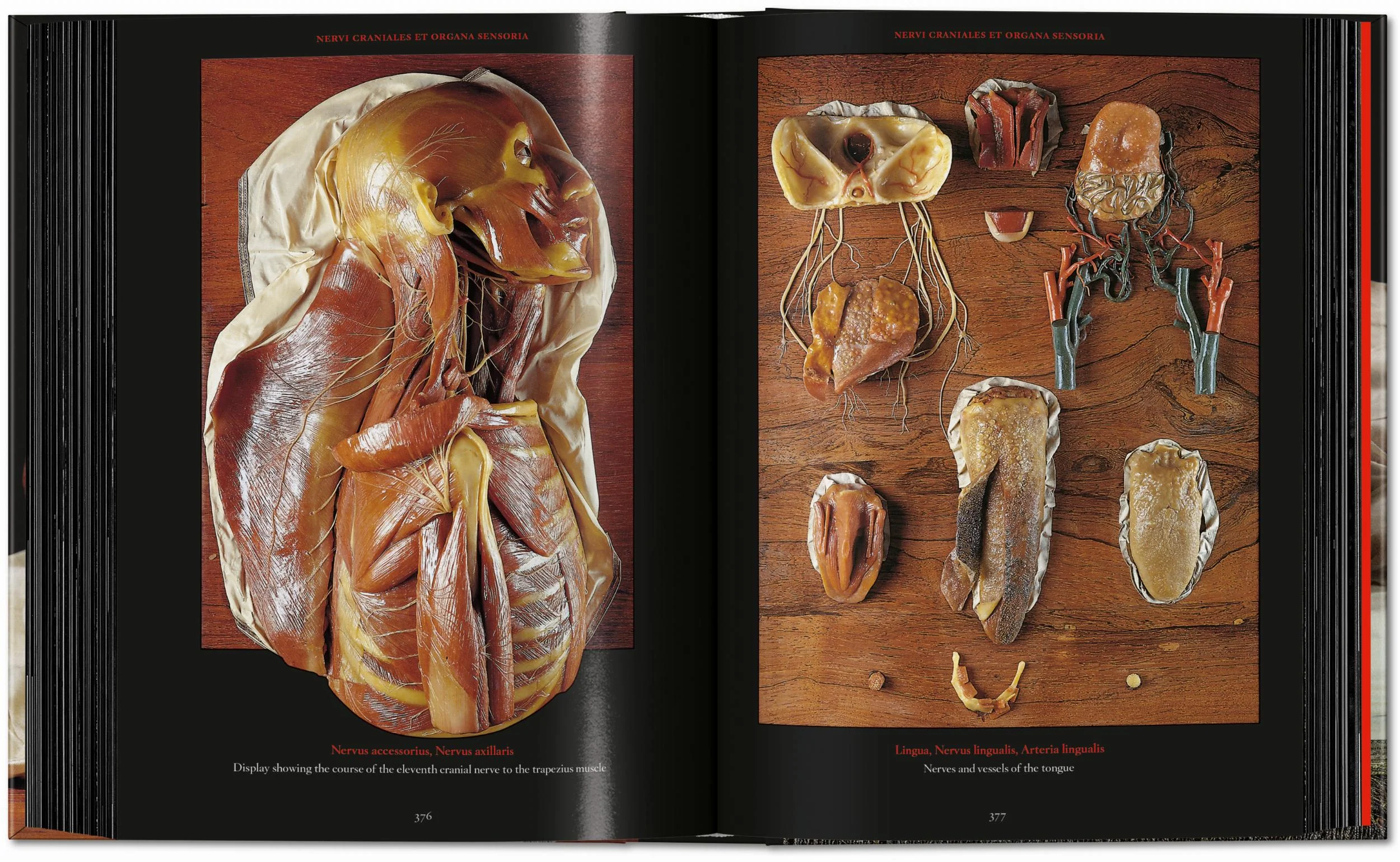 Anatomical Waxes. 45th Ed. (German, French, English) - Image 24