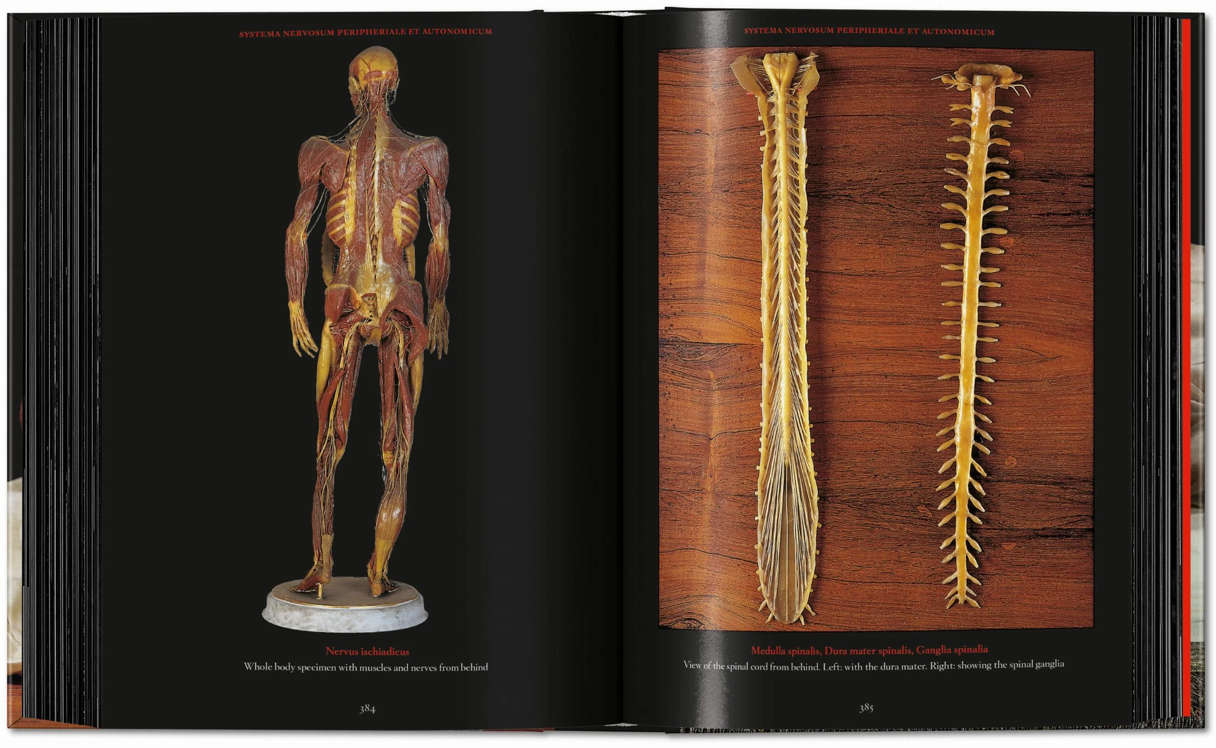 Anatomical Waxes. 45th Ed. (German, French, English) - Image 25