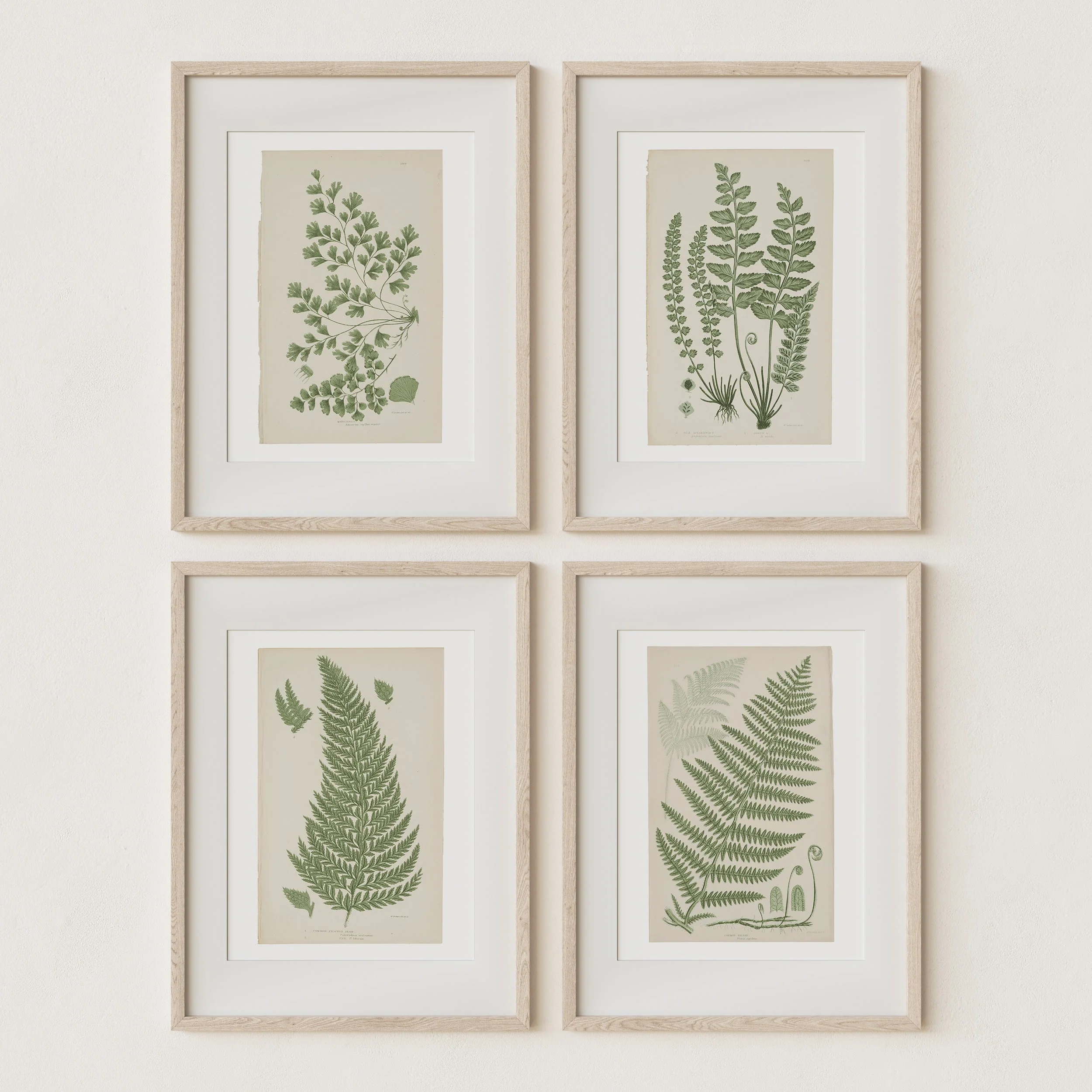 Antique Ferns Set of 4 In French Gray and Green - Image 4