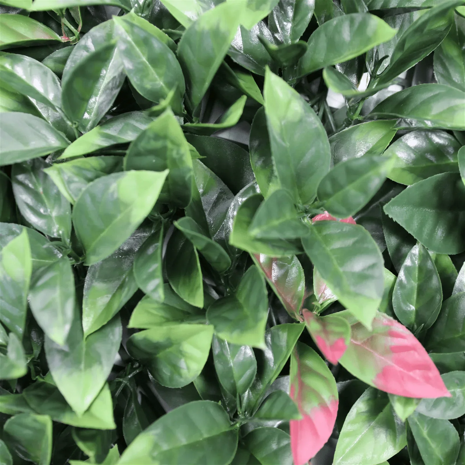 Artificial Photinia Hedge Panel Wall 40" x 40" 11SQ FT Commercial Grade UV Resistant - Image 5