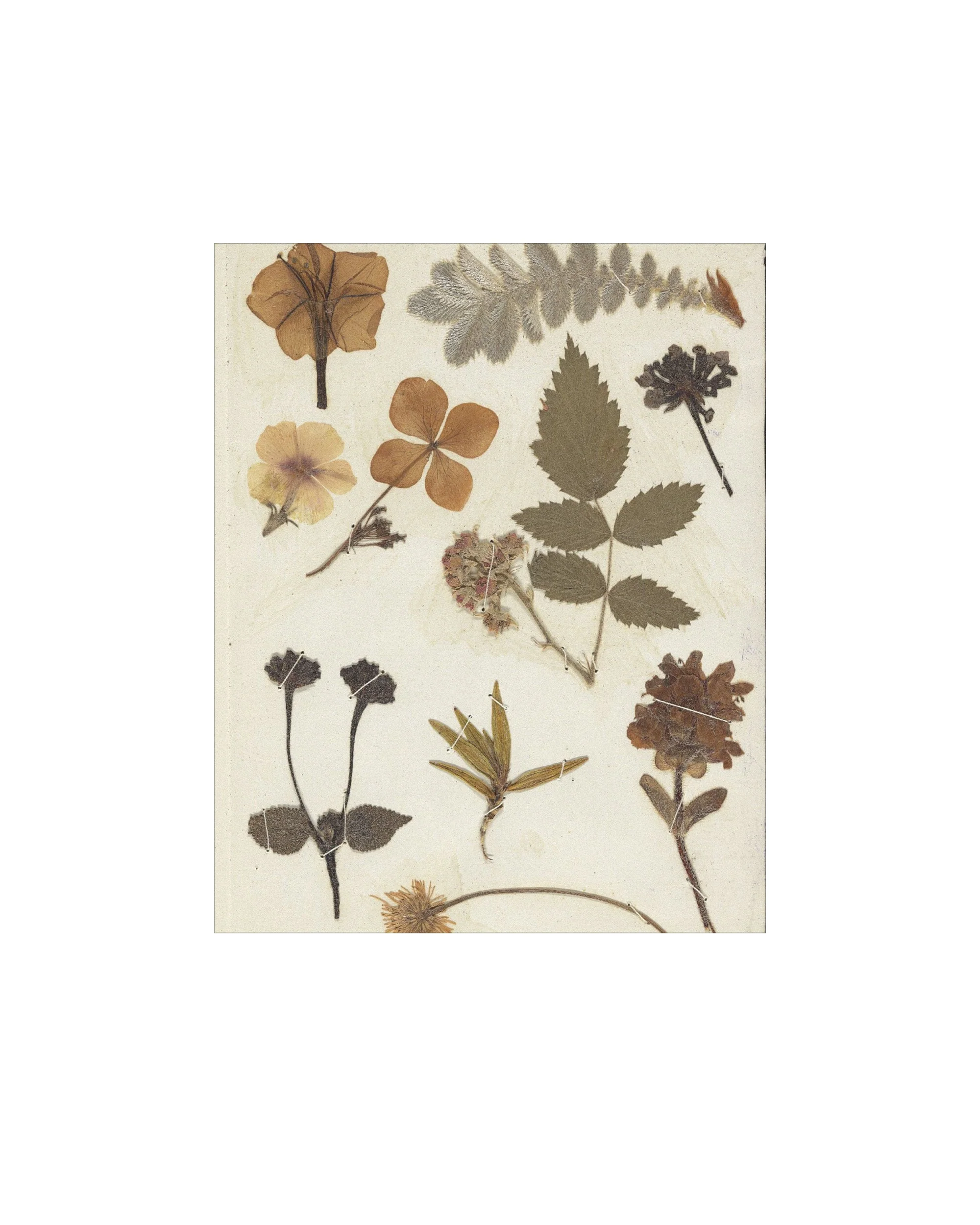 Autumnal  Study II - Image 2