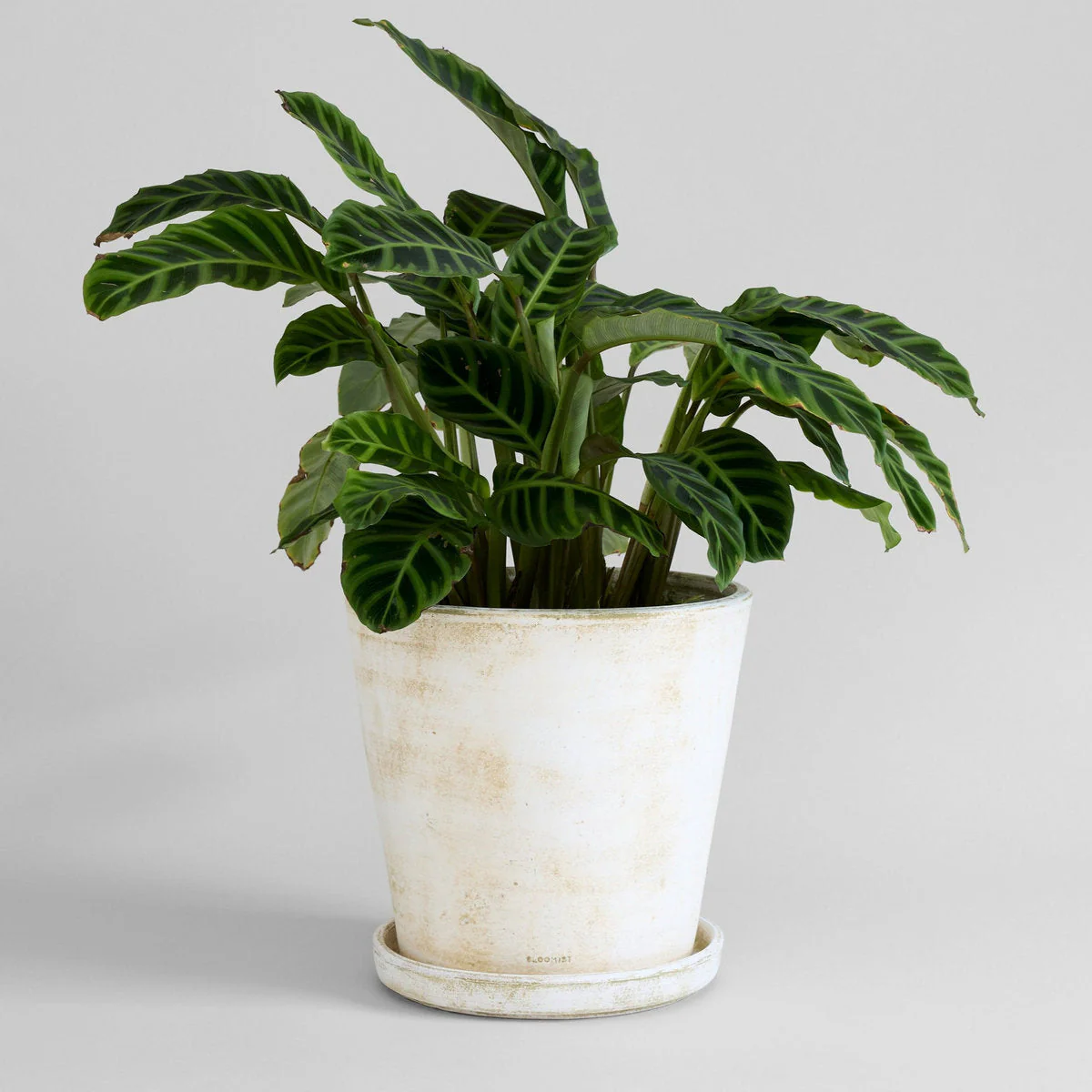 Basic Planter, White Patina - Image 16