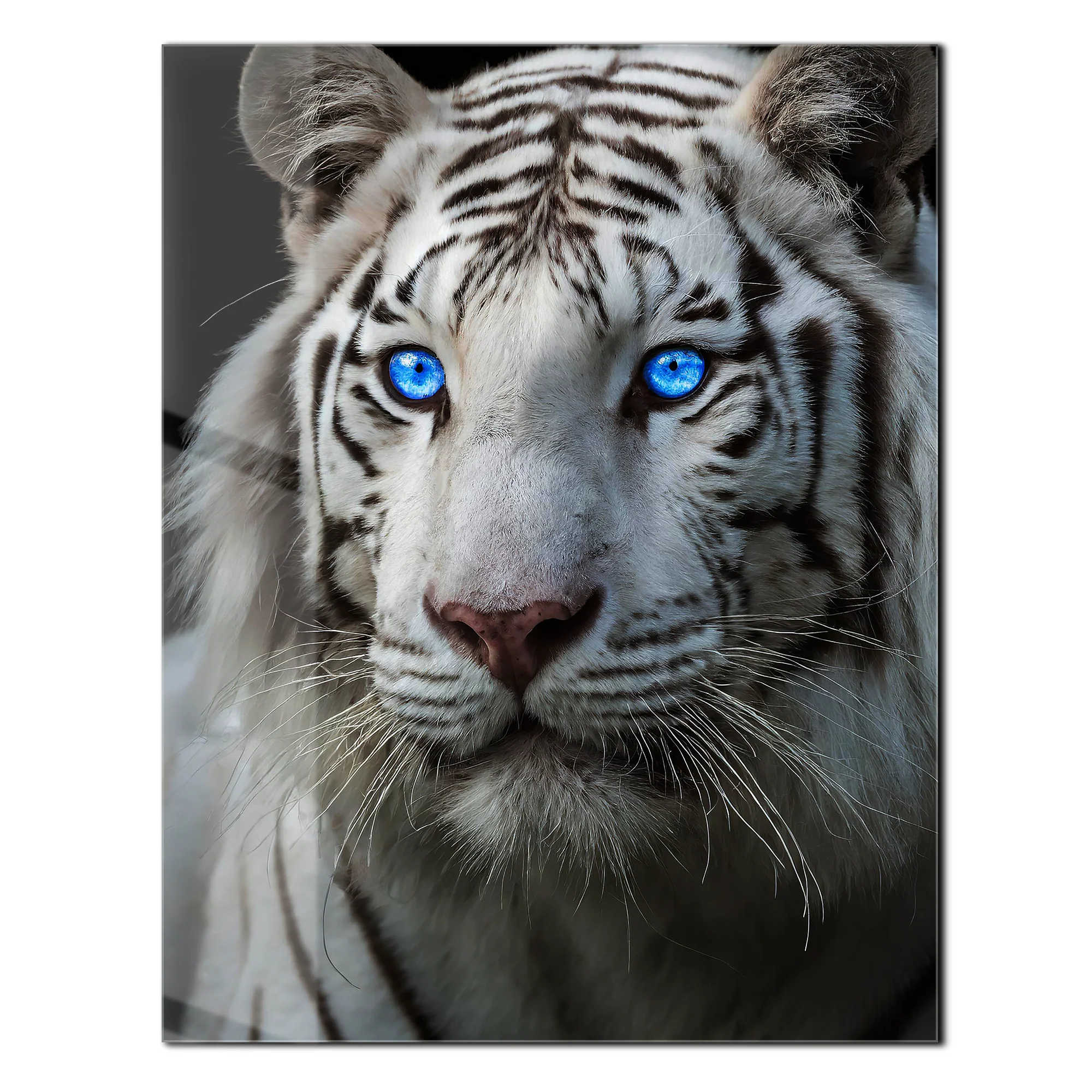 Blue-Eyed White Tiger Glass Wall Art β Fierce Wildlife Portrait with Striking Gaze-KAFCD016 - Image 2