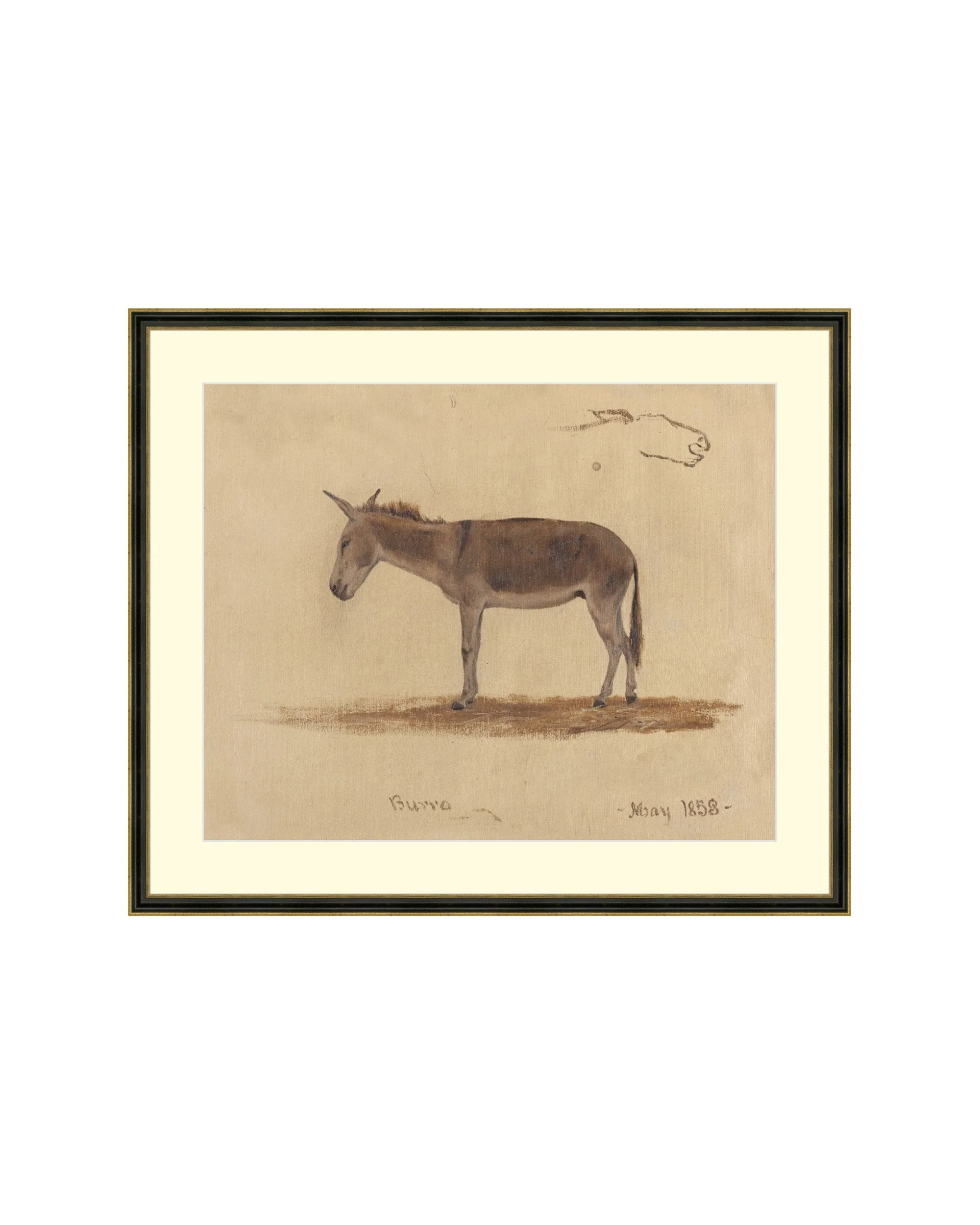 Burro - Image 3