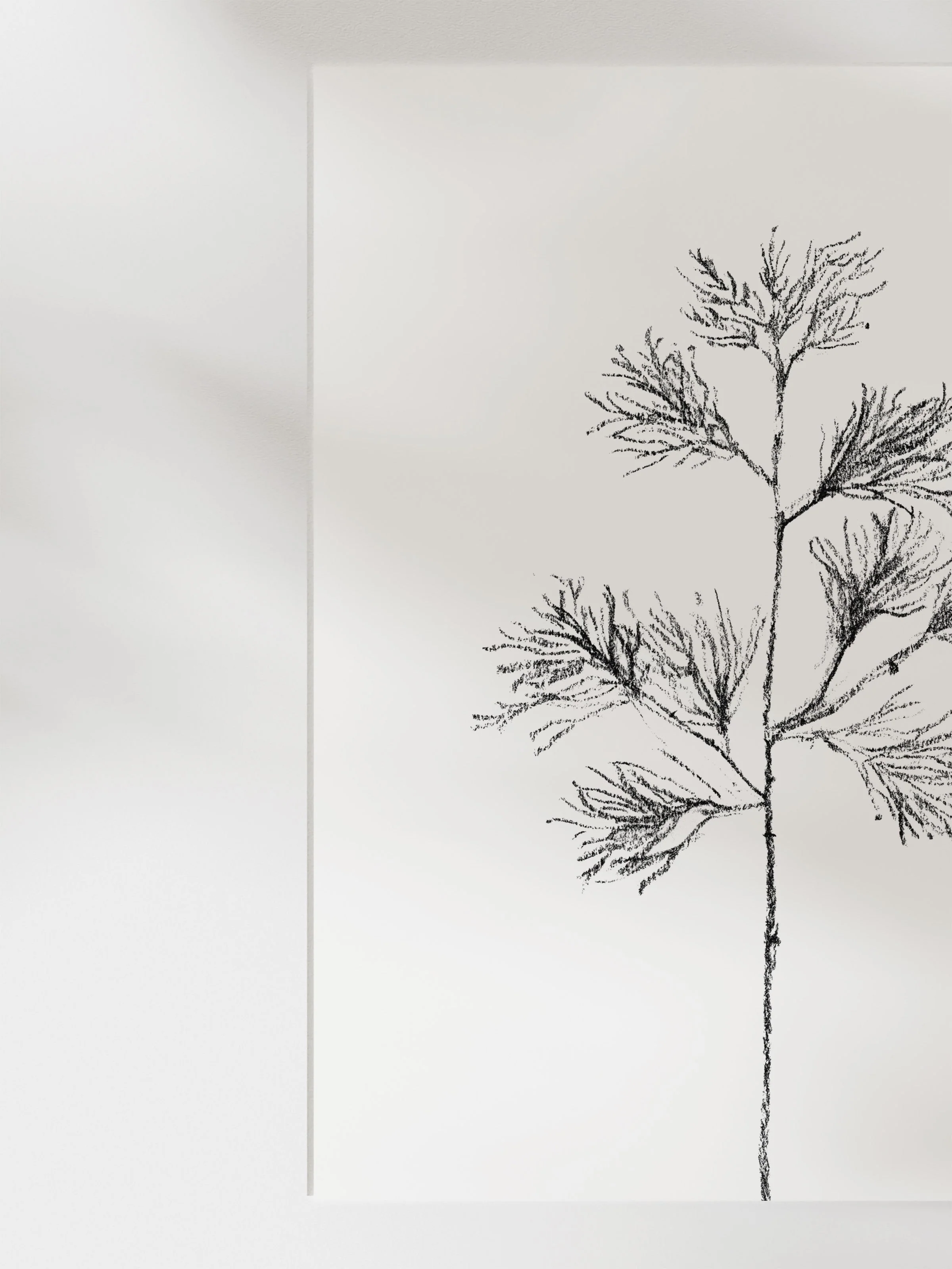 Cedar Stem - Image 11