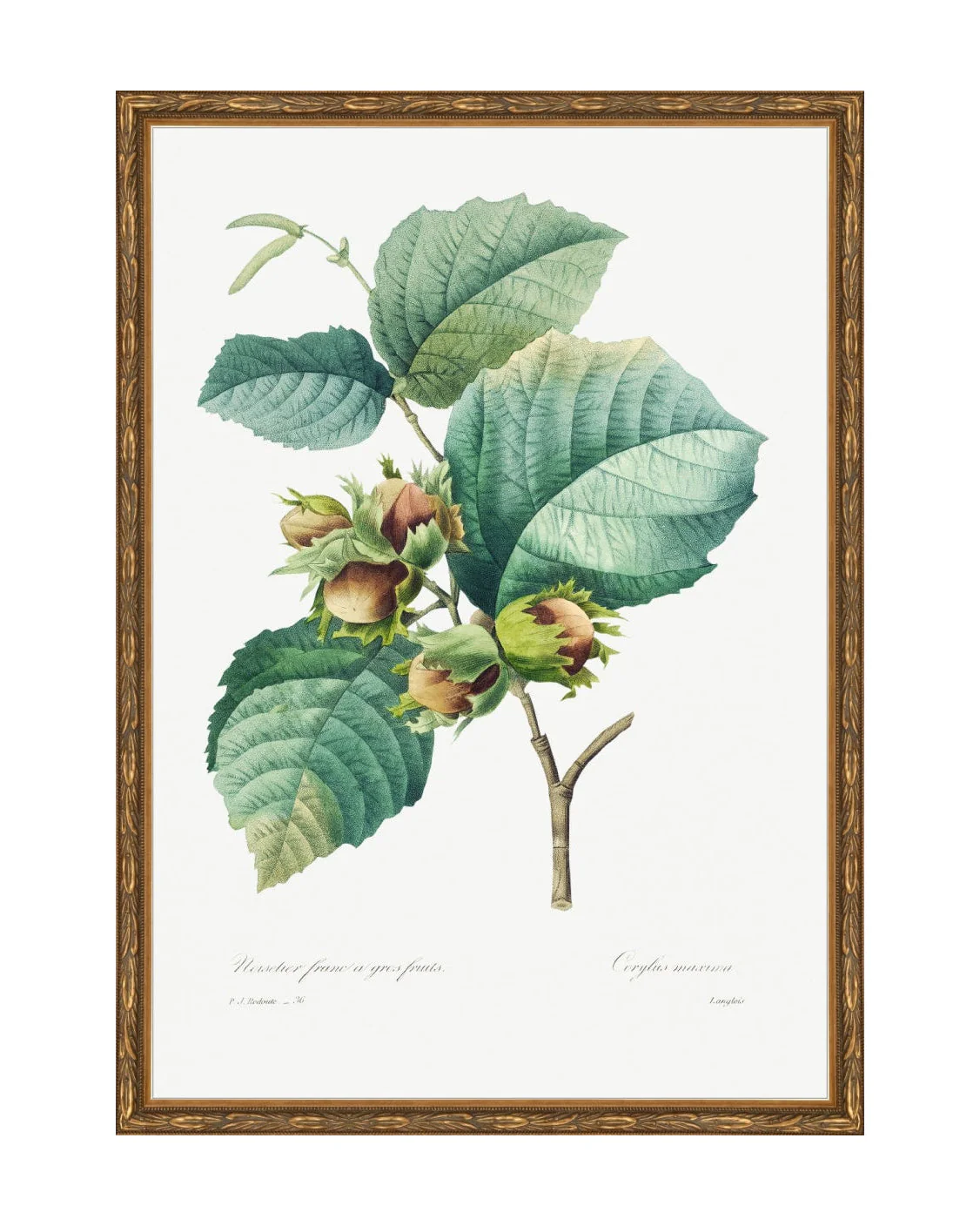 Classic Botanical I