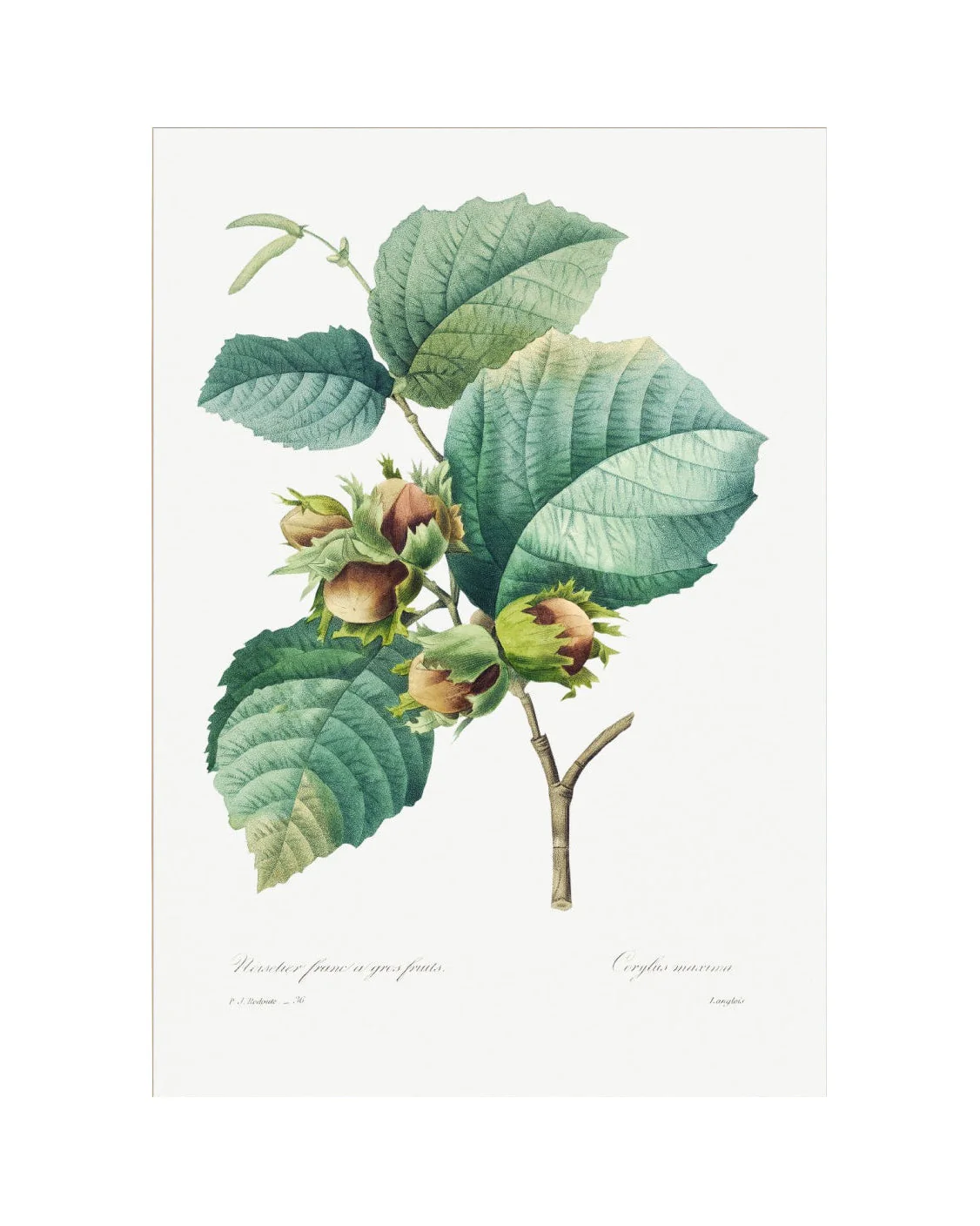 Classic Botanical I - Image 2