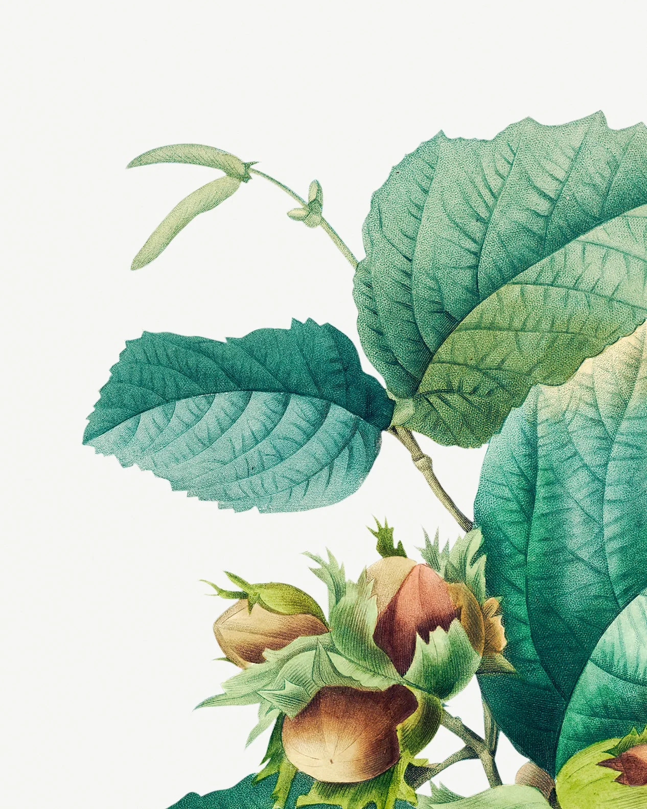 Classic Botanical I - Image 3