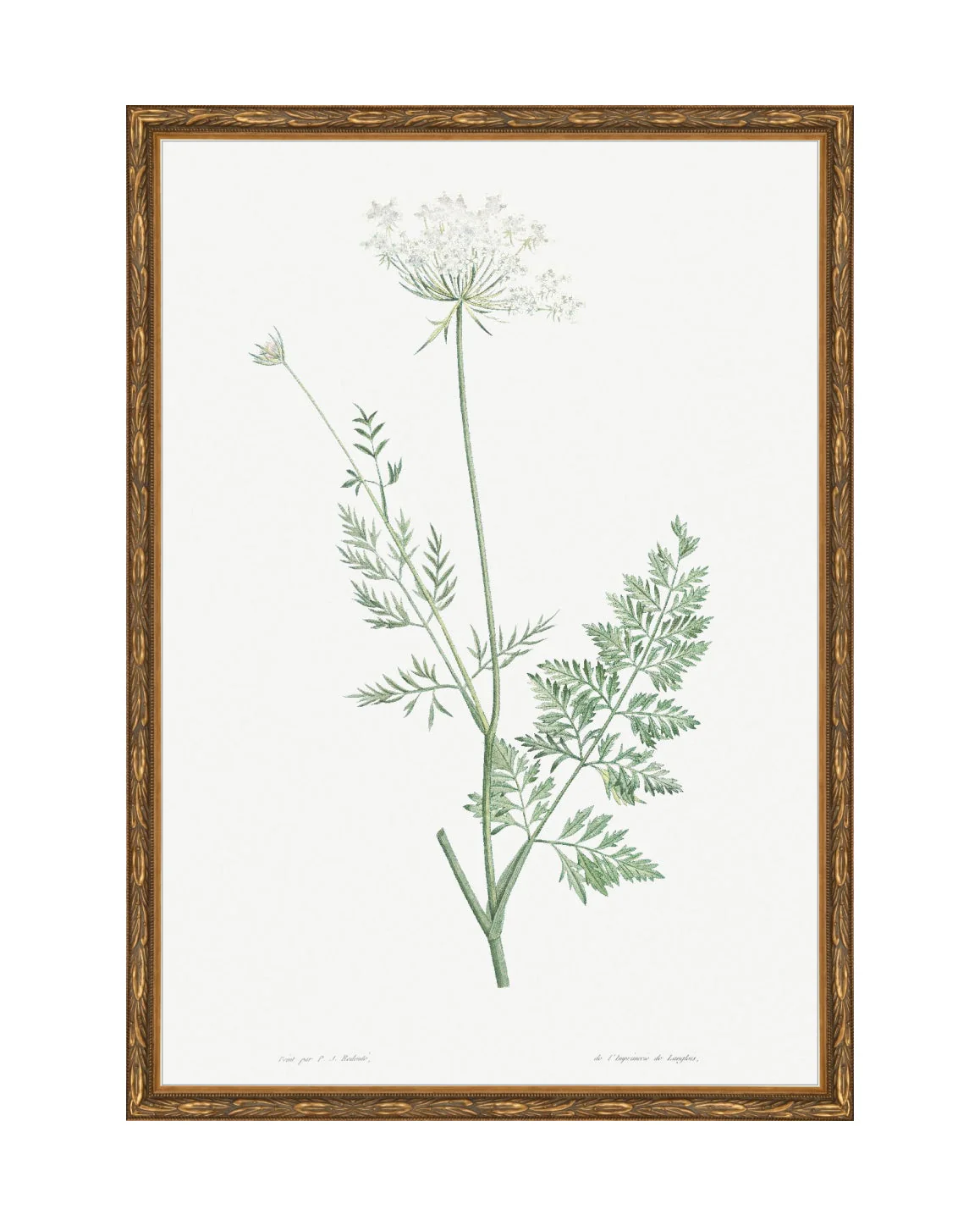 Classic Botanical V