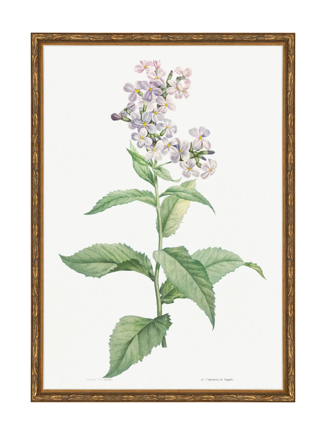 Classic Botanical VI