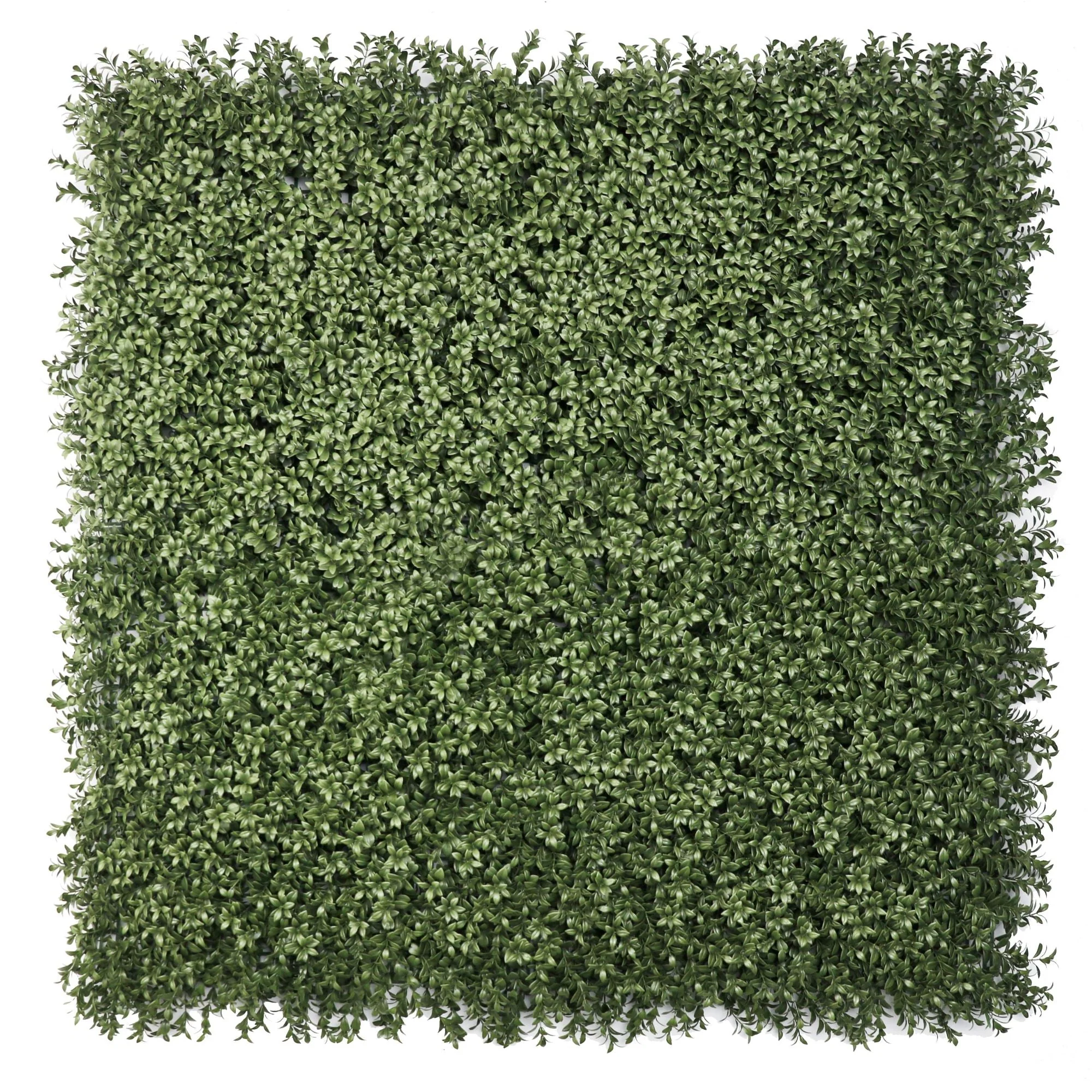 Dark Dark Green Extra Dense Boxwood Foliage 1m x 1m /40″x40″ Vertical Garden Wall UV+ FR