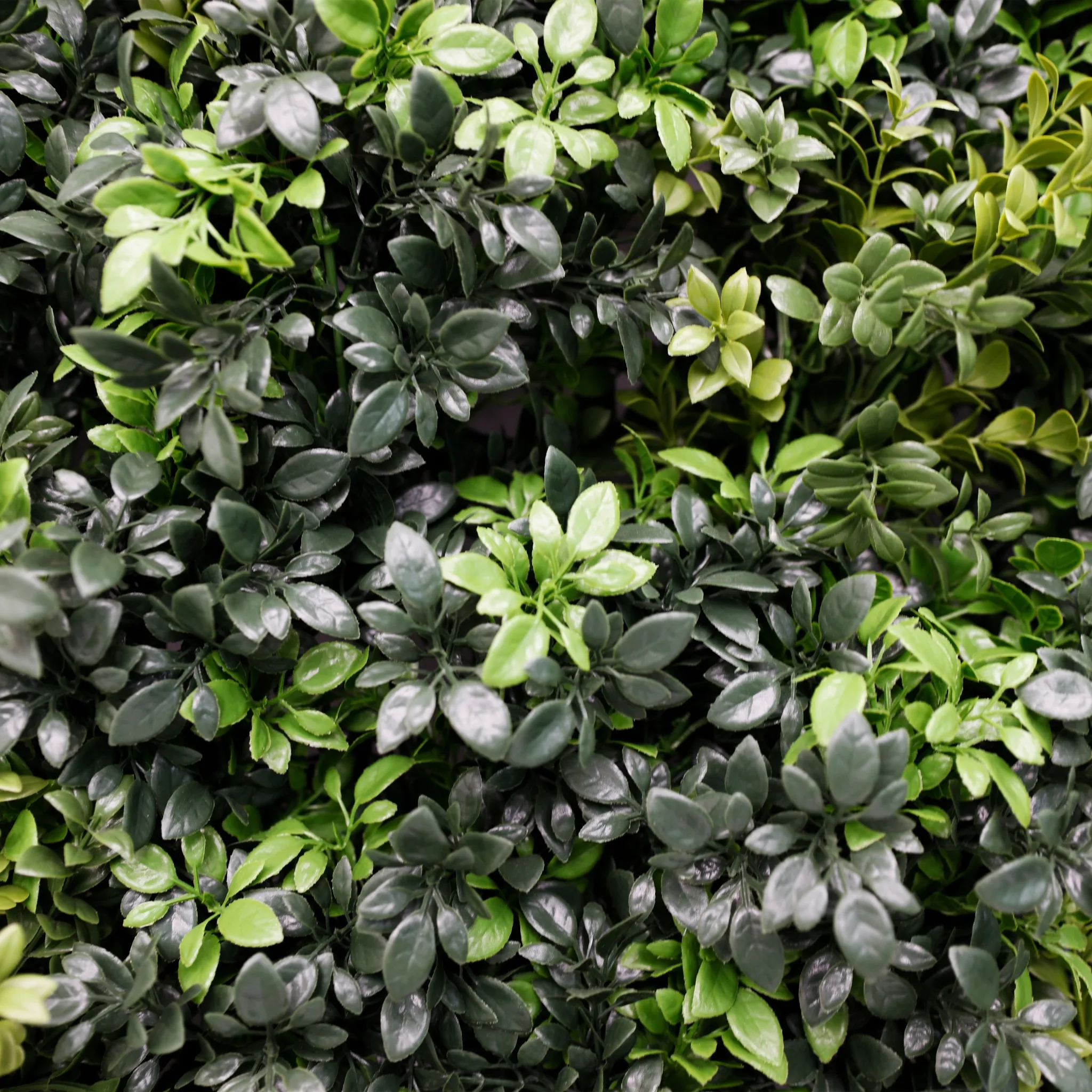 Dark Green Extra Dense Commercial Grade Boxwood Panel 40" x 40" UV + FR Metal Frame - Image 5