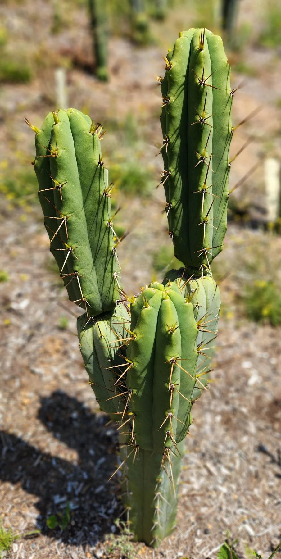#EC19 Trichocereus Bridgesii "Eileen" Cactus Cutting 8-10ā approx