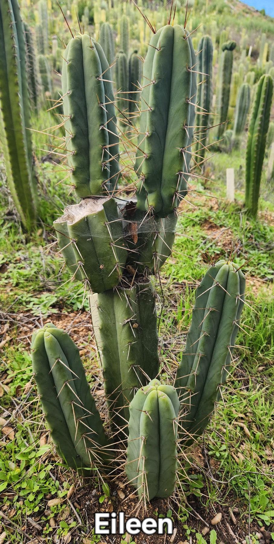 #EC19 Trichocereus Bridgesii "Eileen" Cactus Cutting 8-10ā approx - Image 10