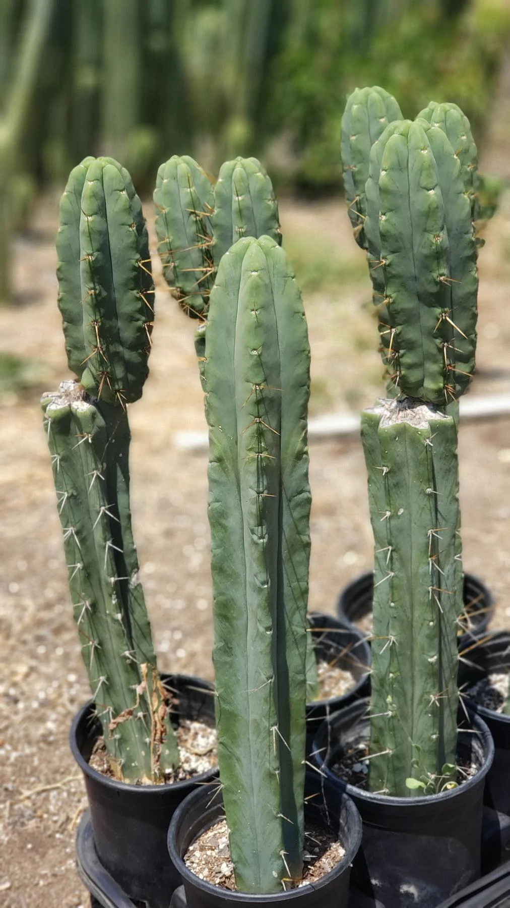#EC19 Trichocereus Bridgesii "Eileen" Cactus Cutting 8-10ā approx - Image 2