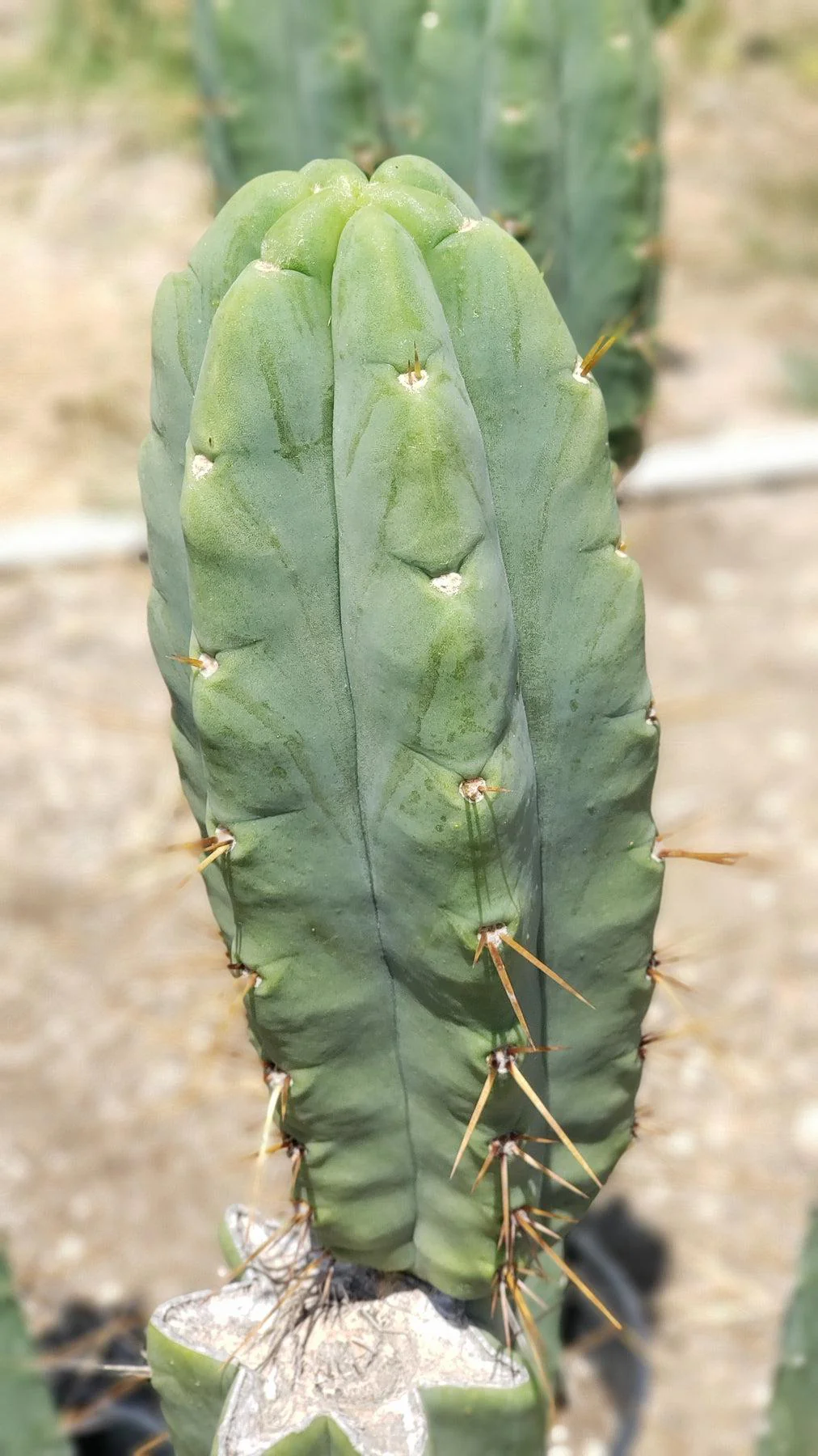 #EC19 Trichocereus Bridgesii "Eileen" Cactus Cutting 8-10ā approx - Image 3