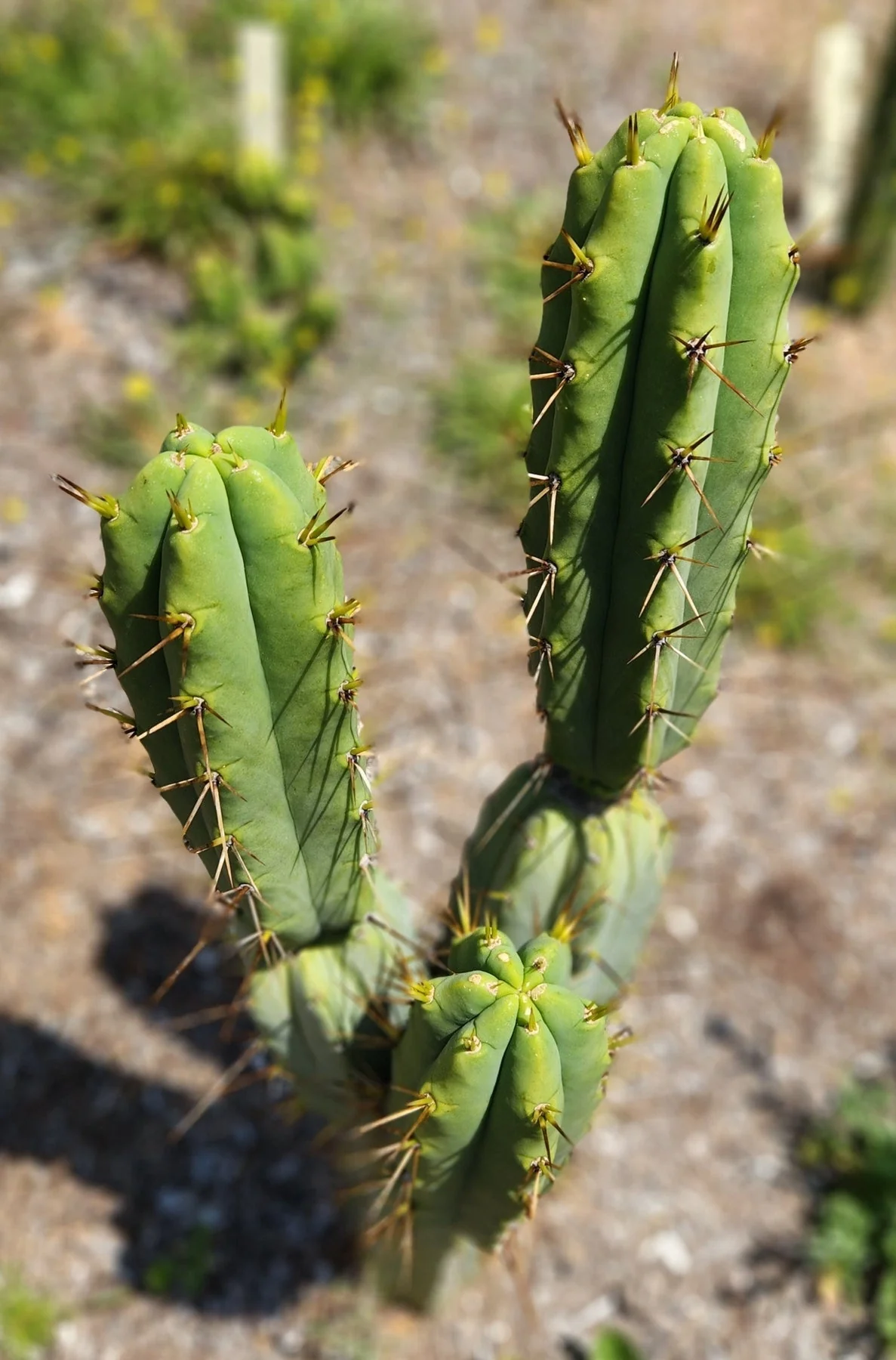 #EC19 Trichocereus Bridgesii "Eileen" Cactus Cutting 8-10ā approx - Image 4