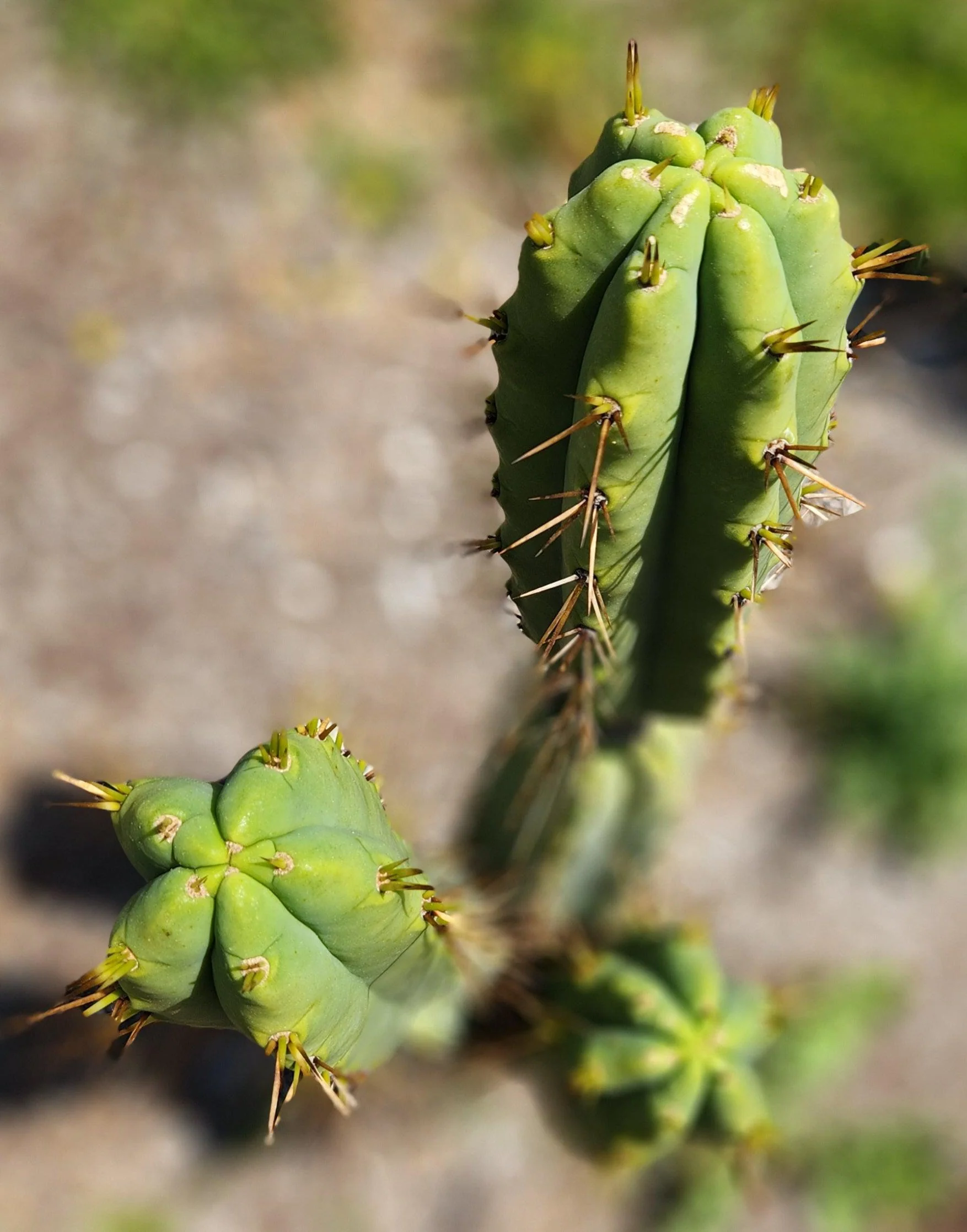 #EC19 Trichocereus Bridgesii "Eileen" Cactus Cutting 8-10ā approx - Image 5
