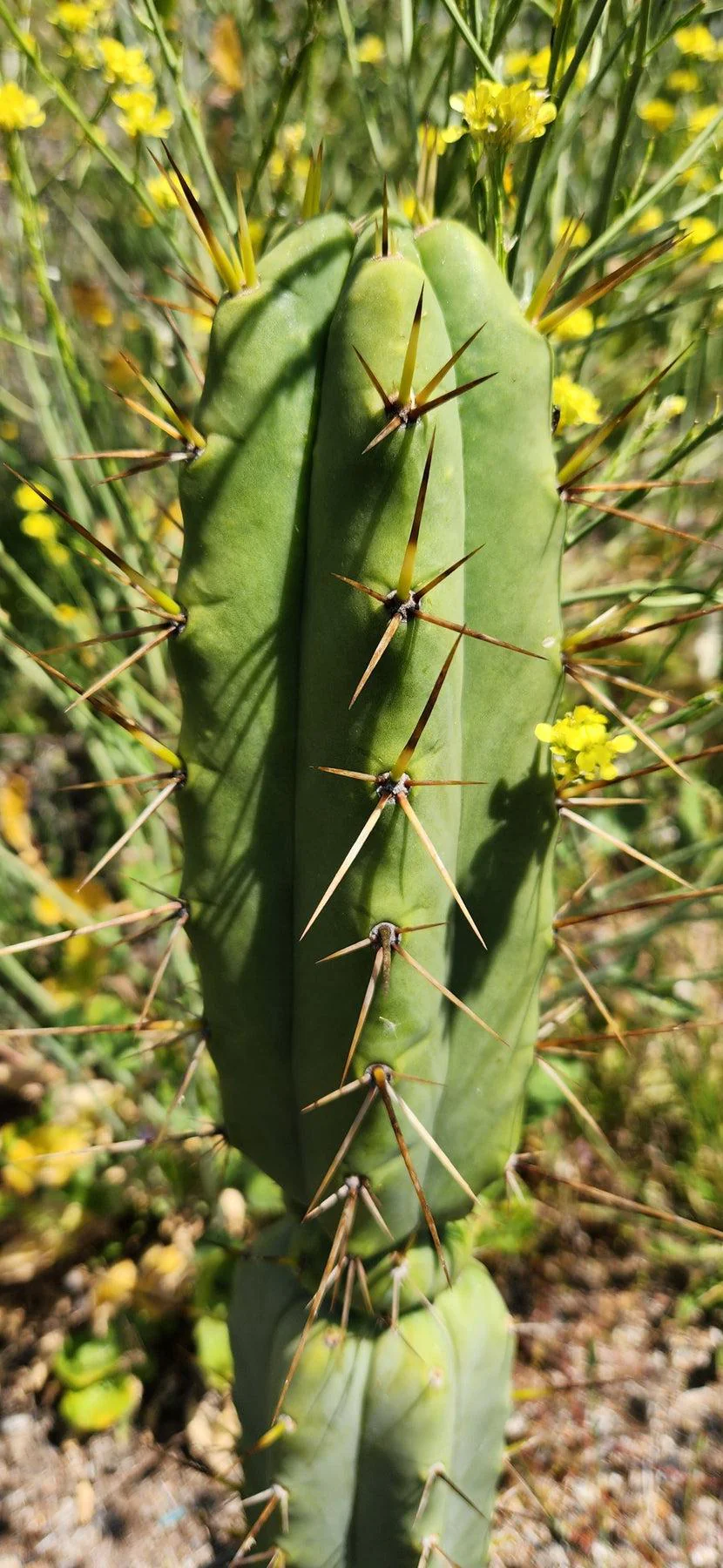 #EC19 Trichocereus Bridgesii "Eileen" Cactus Cutting 8-10ā approx - Image 6