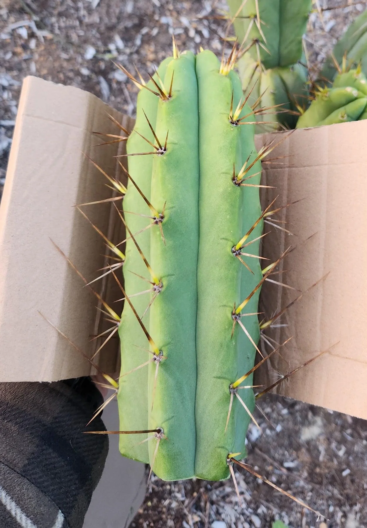 #EC19 Trichocereus Bridgesii "Eileen" Cactus Cutting 8-10ā approx - Image 7