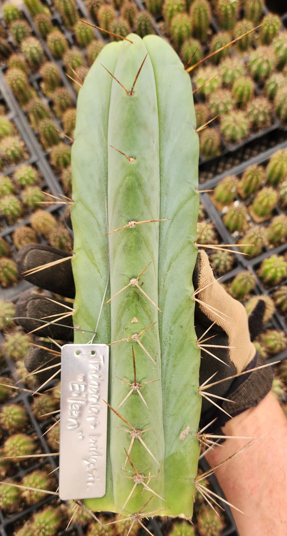#EC19 Trichocereus Bridgesii "Eileen" Cactus Cutting 8-10ā approx - Image 8