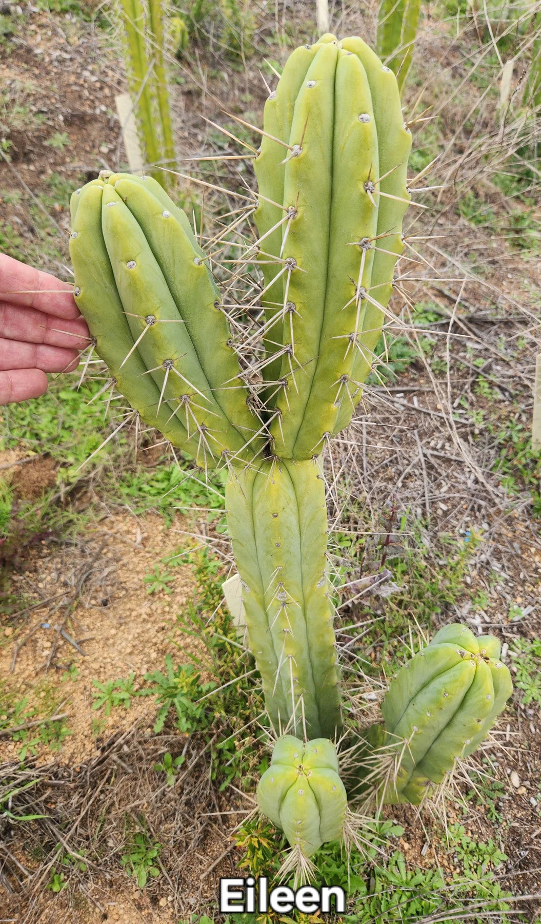 #EC19 Trichocereus Bridgesii "Eileen" Cactus Cutting 8-10ā approx - Image 9