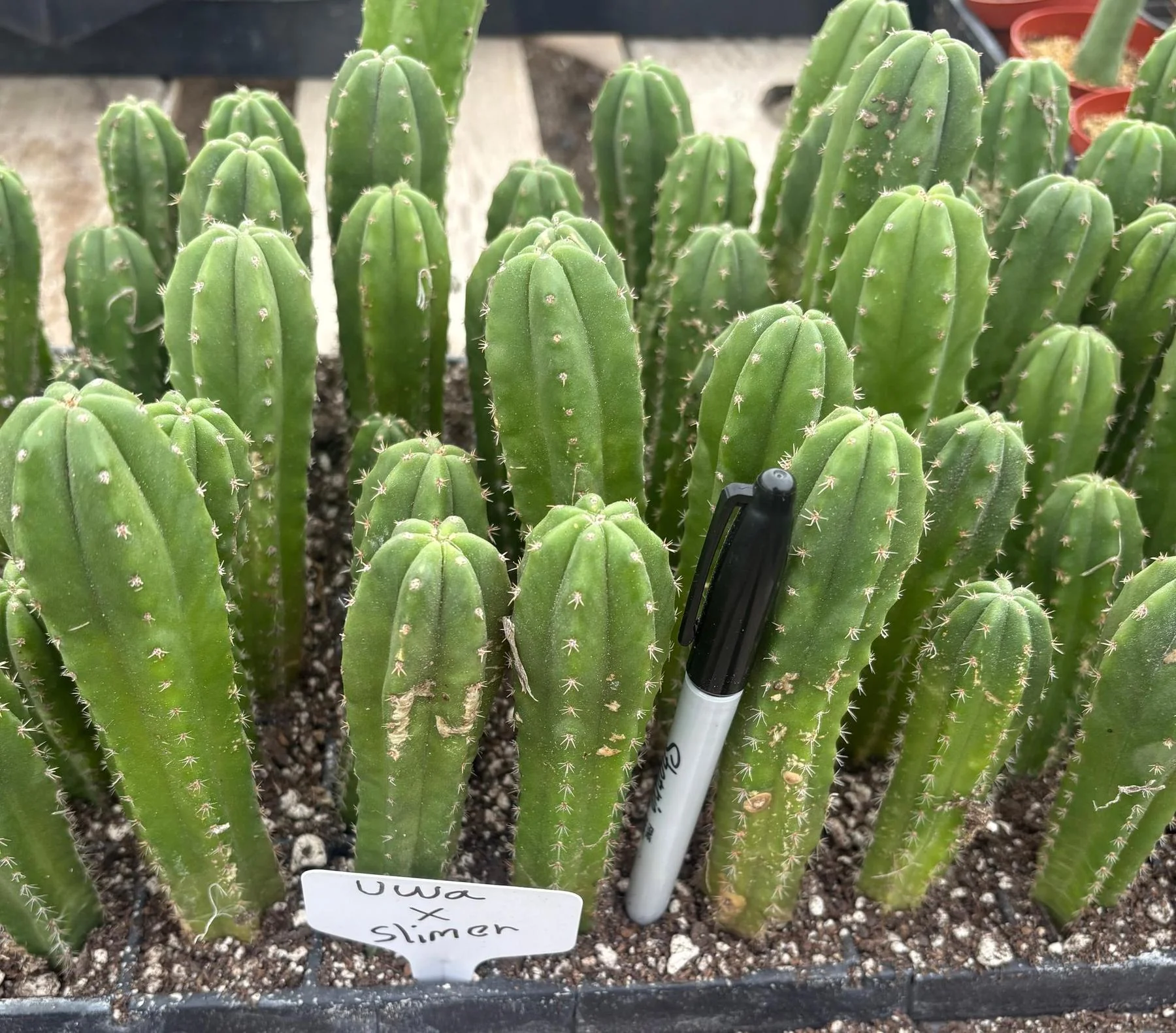 #EC229 Trichocereus hybrid Pachanoi Uwa X Scopulicola Slimer Cactus Seedlings 3-4â