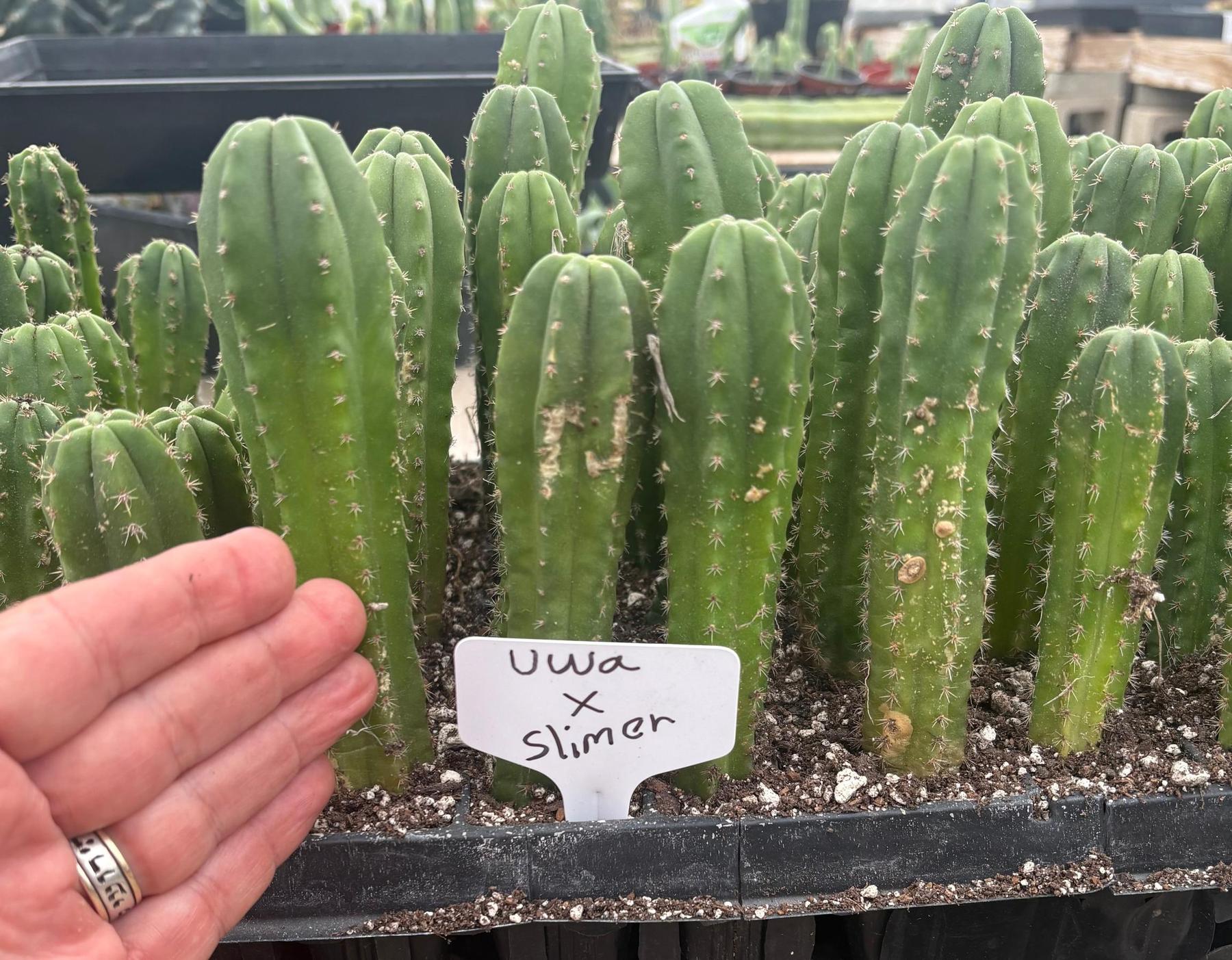#EC229 Trichocereus hybrid Pachanoi Uwa X Scopulicola Slimer Cactus Seedlings 3-4â - Image 2