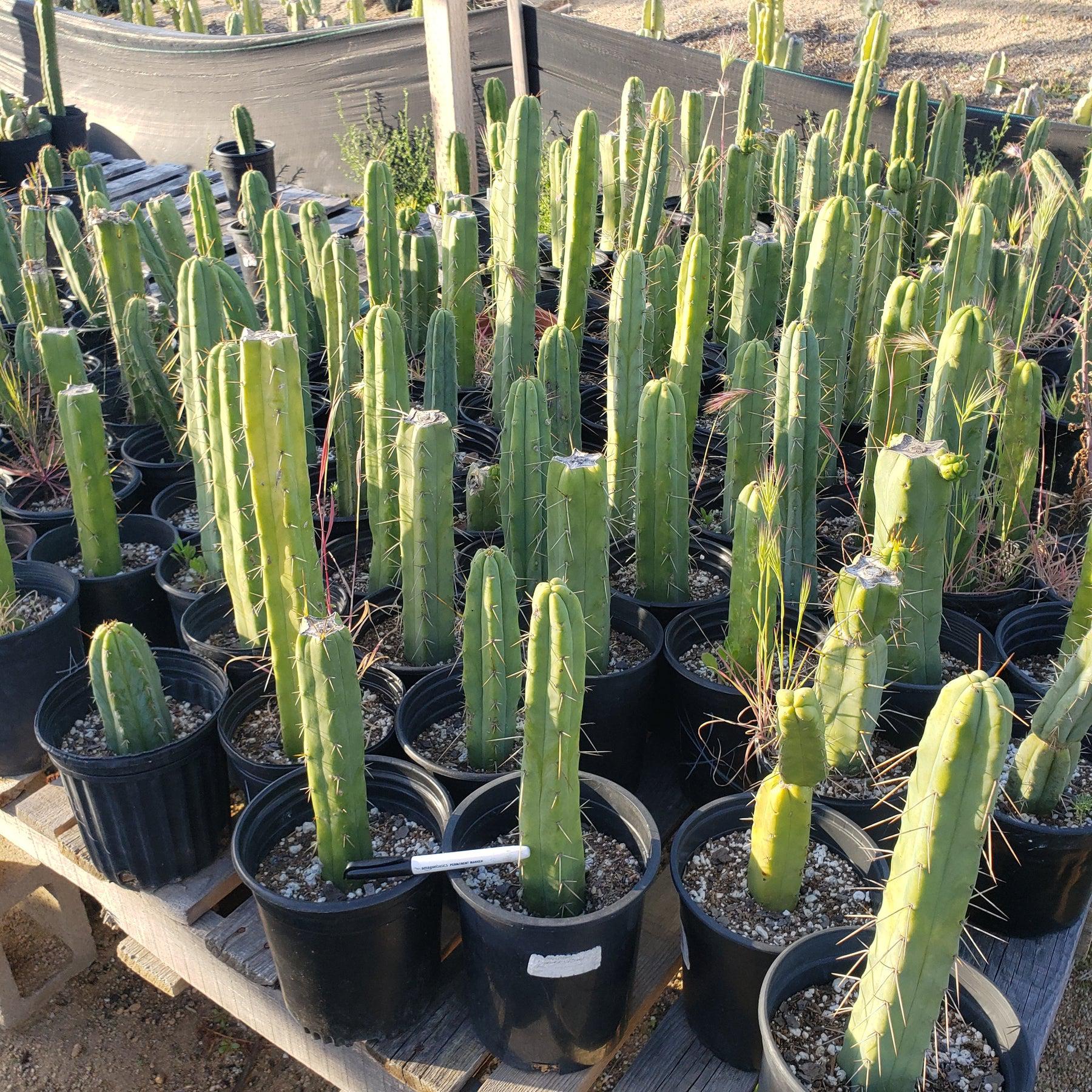 #EC29 EXACT Trichocereus Bridgesii Bargain Basic Potted Cactus 12-14" - Image 2