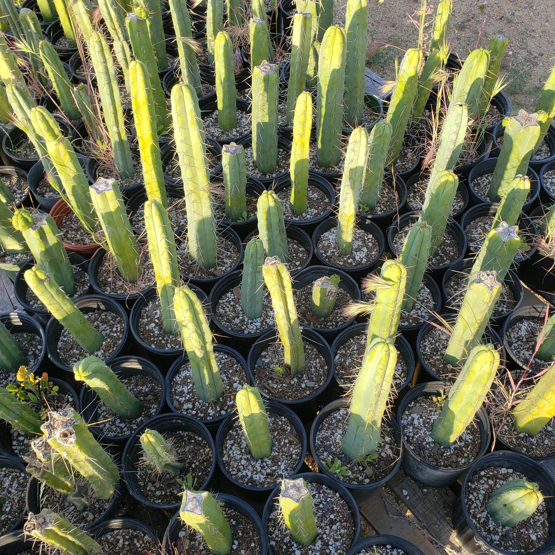 #EC29 EXACT Trichocereus Bridgesii Bargain Basic Potted Cactus 12-14" - Image 3
