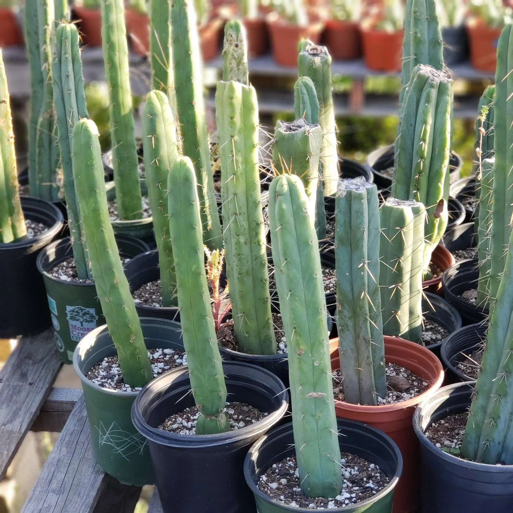 #EC29 EXACT Trichocereus Bridgesii Bargain Basic Potted Cactus 12-14" - Image 4