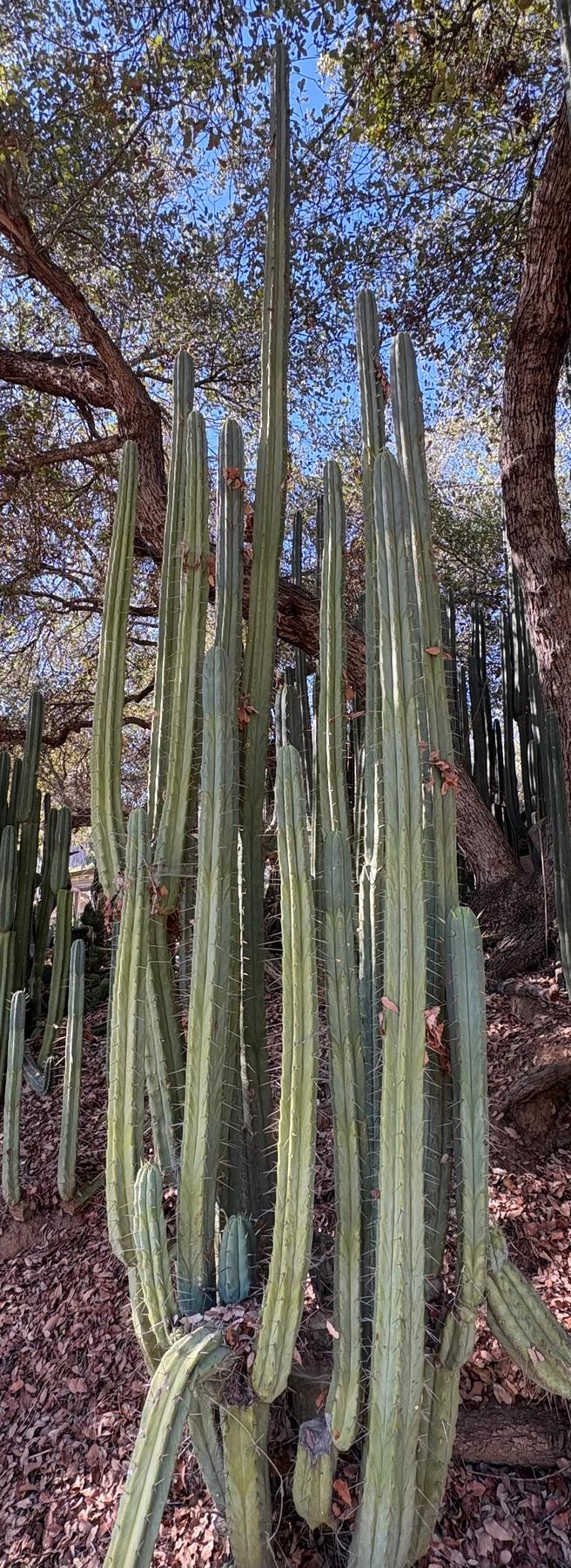 #EC89 Trichocereus Bridgesii Jiimz Long Tall Sally/LTS 12ā cutting