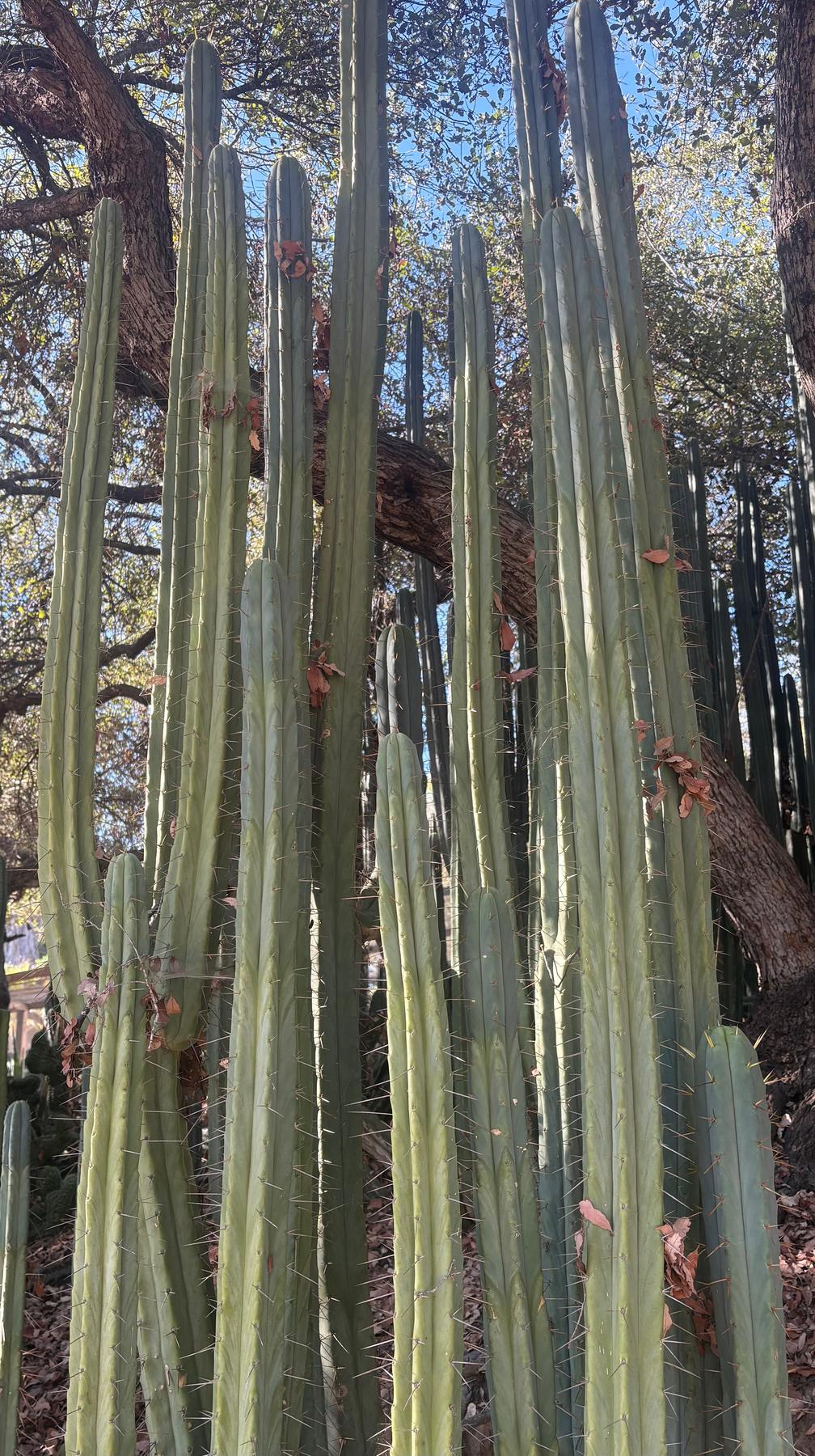 #EC89 Trichocereus Bridgesii Jiimz Long Tall Sally/LTS 12ā cutting - Image 2