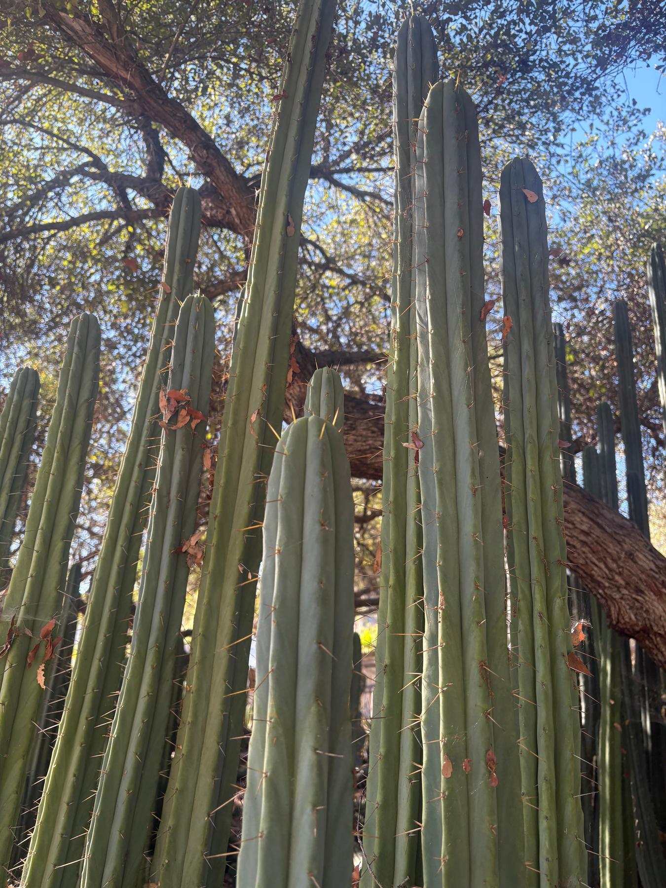 #EC89 Trichocereus Bridgesii Jiimz Long Tall Sally/LTS 12ā cutting - Image 3