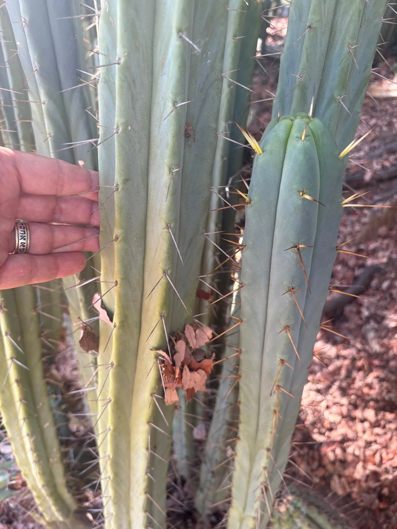 #EC89 Trichocereus Bridgesii Jiimz Long Tall Sally/LTS 12ā cutting - Image 4