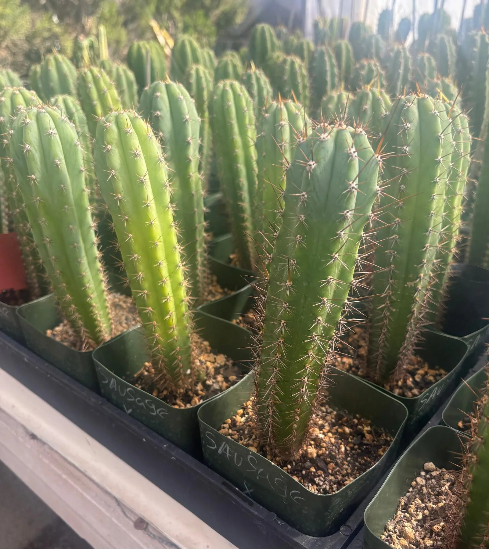 #EC96 Trichocereus Hybrid Pachanoi Sausage X Peru Dawsons Cactus 6ā approx. - Image 2