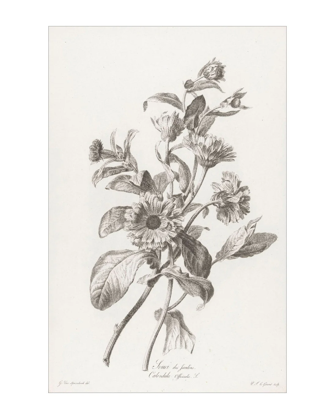 Floral Drawing II - Image 2