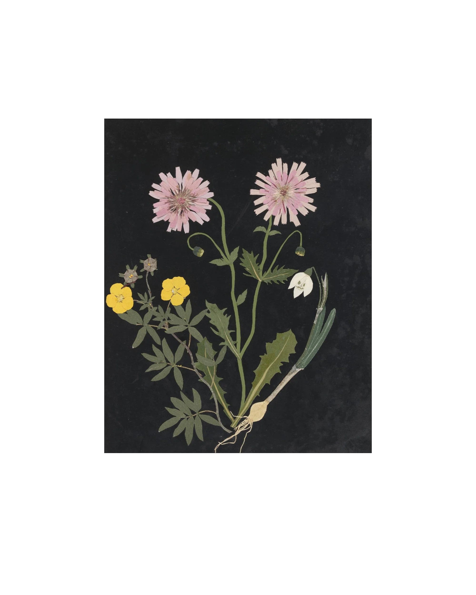 Flower Study III - Image 2