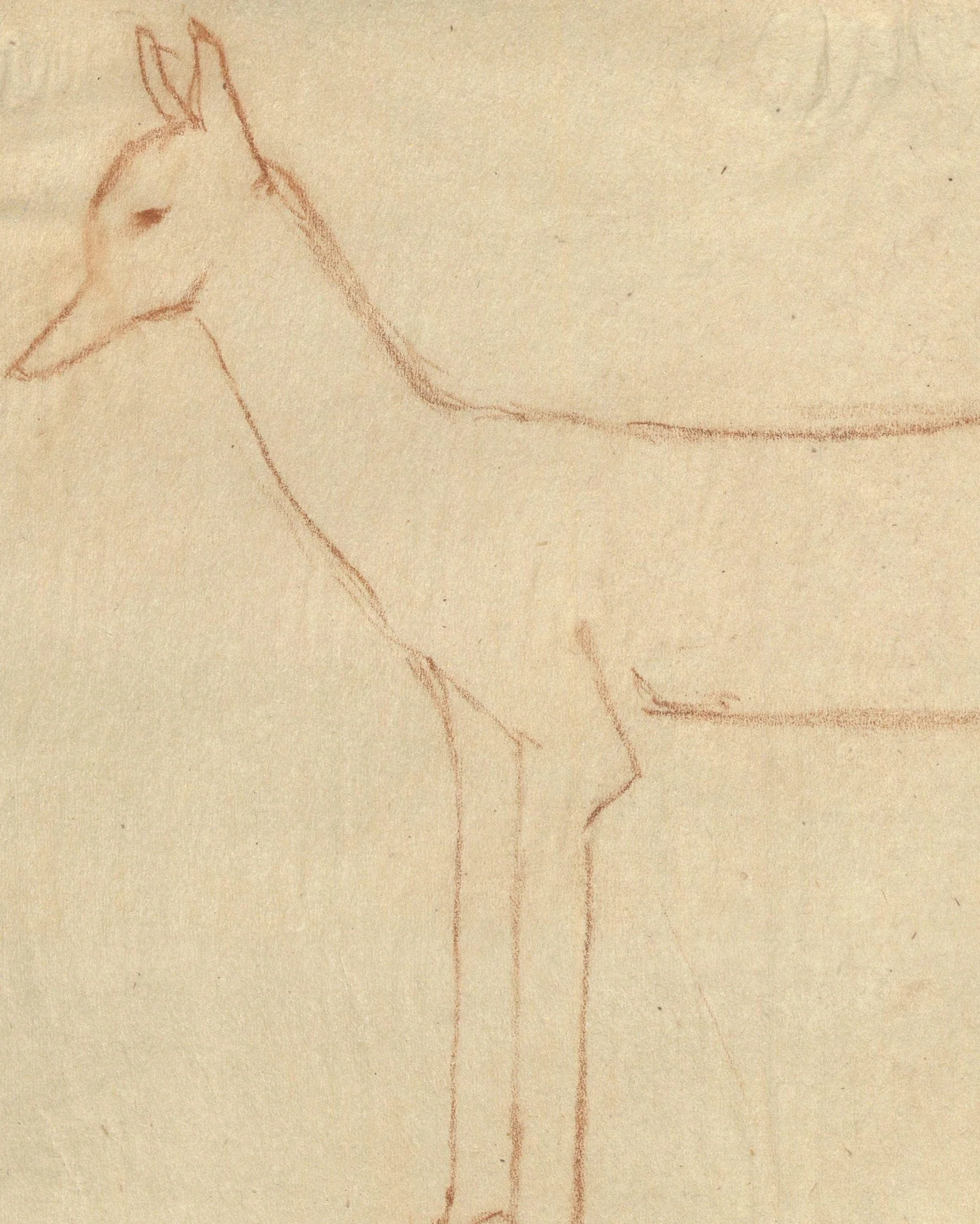 Fox Sketch - Image 3