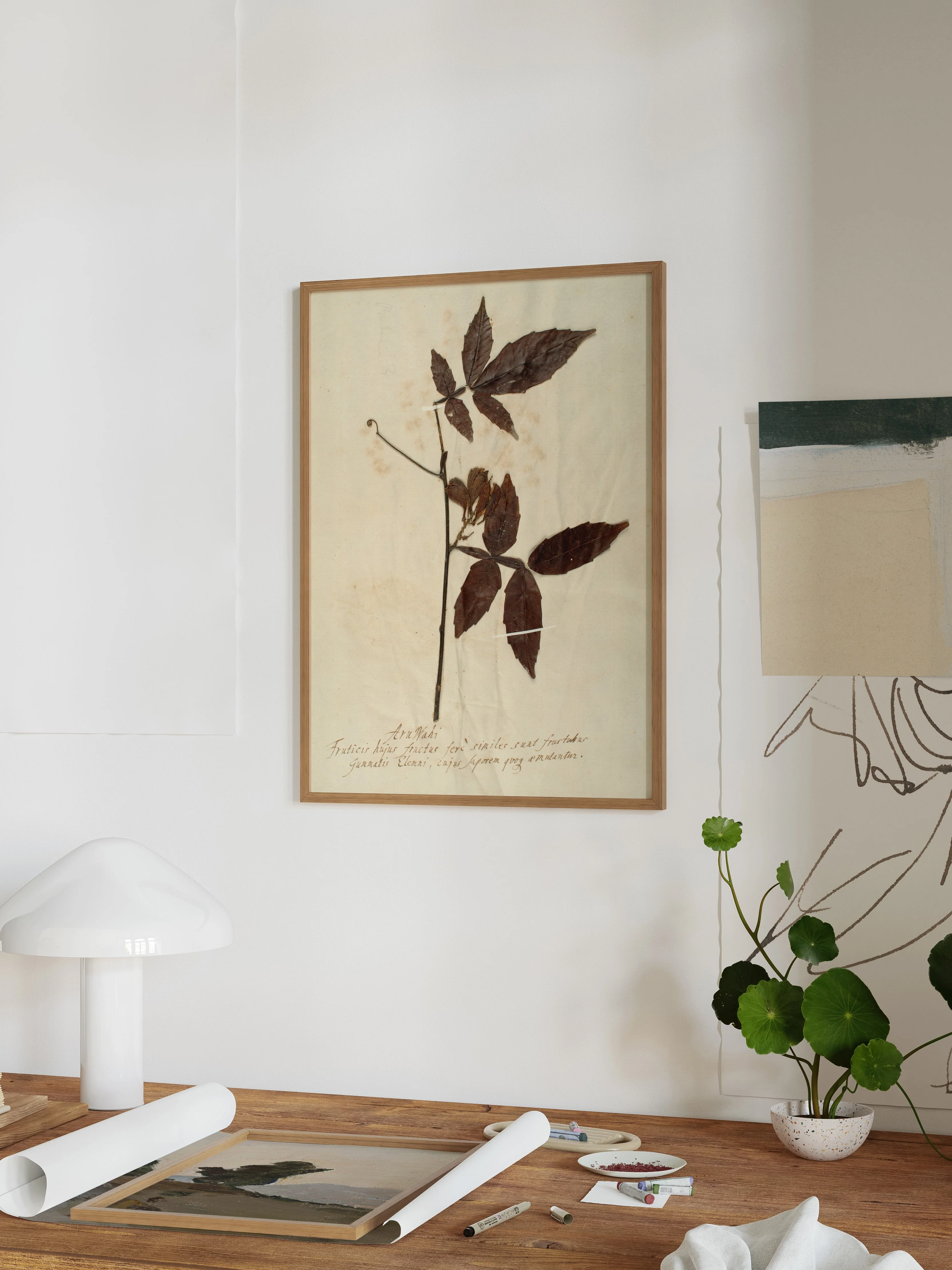 Herbarium I - Image 4