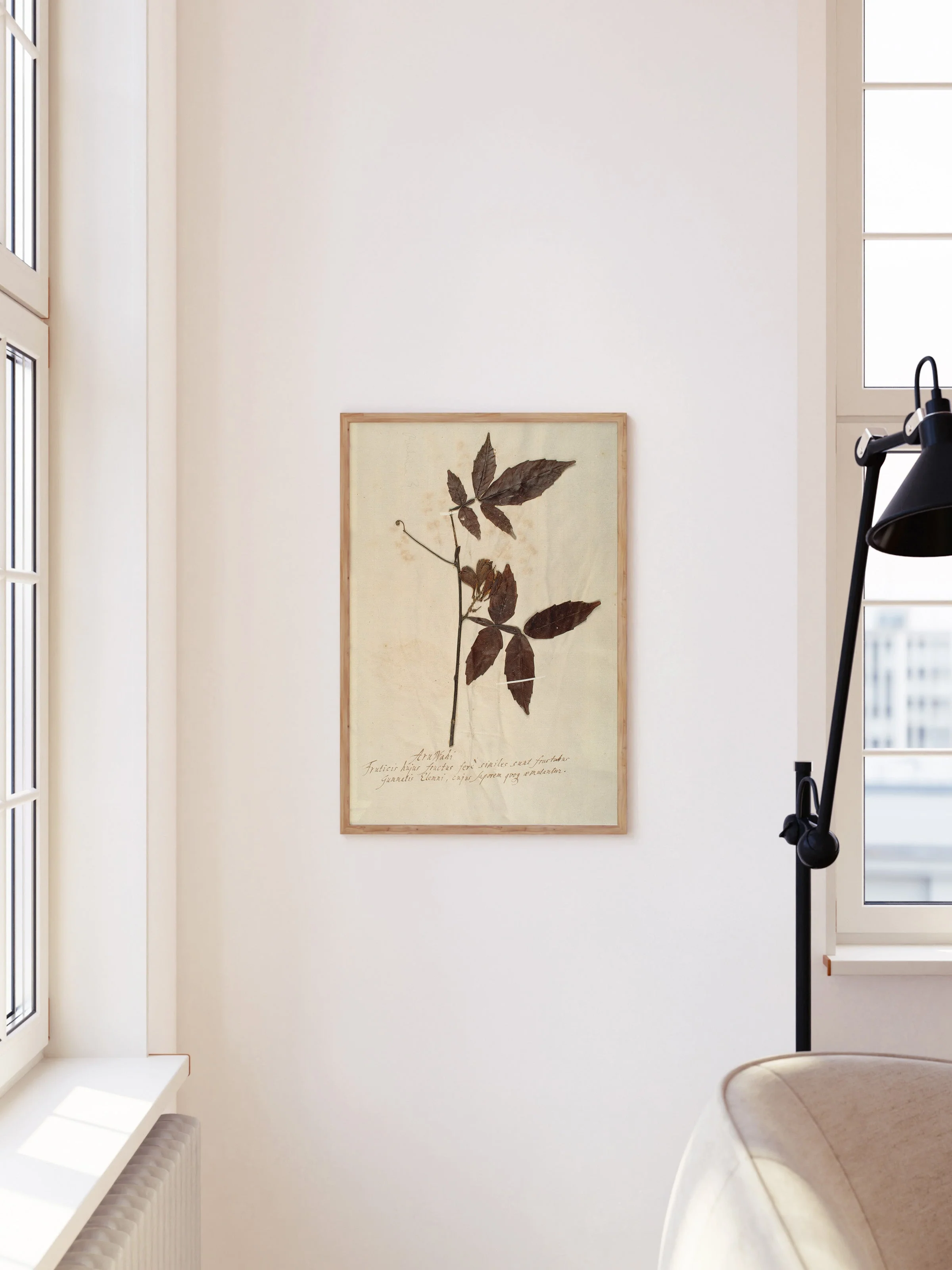 Herbarium I - Image 7
